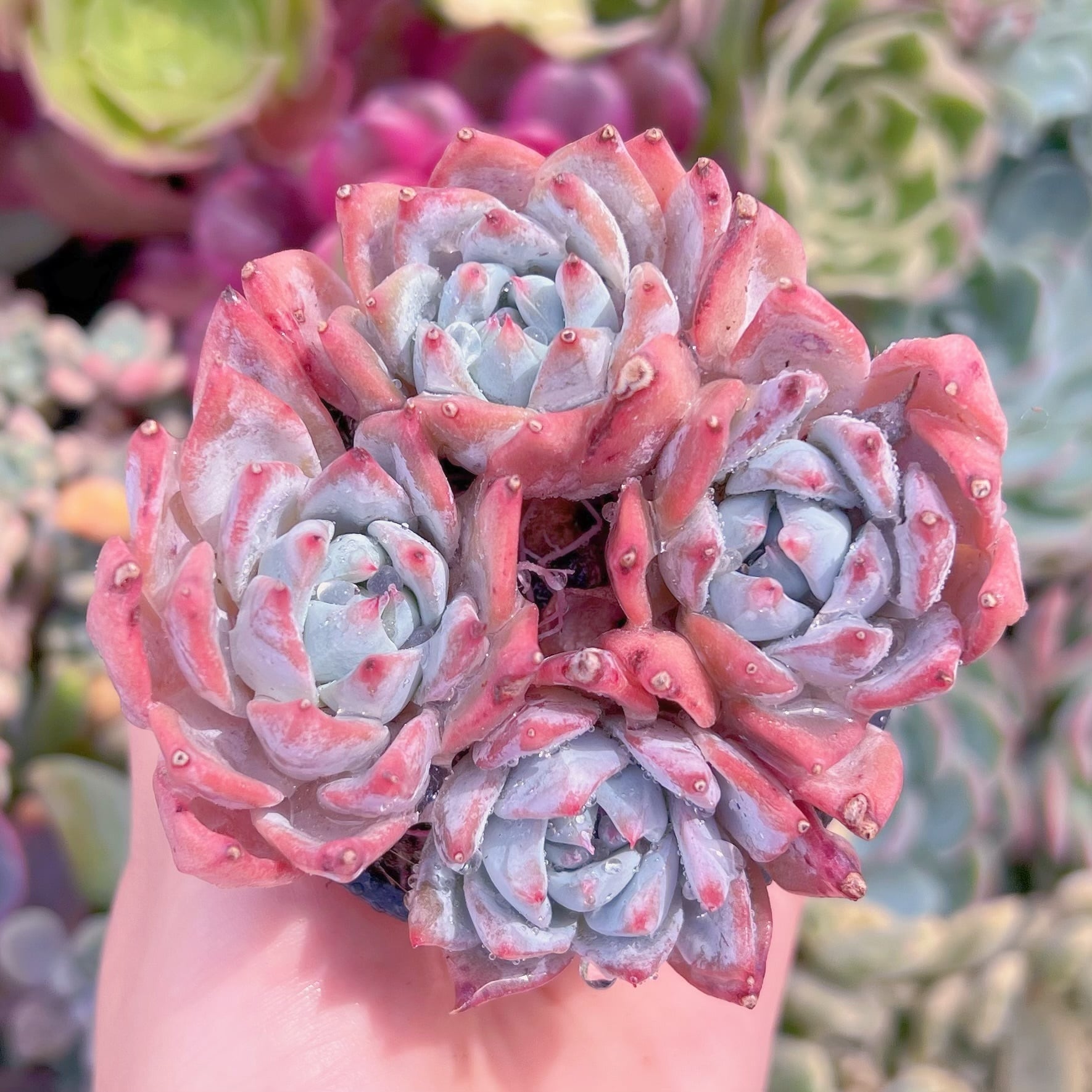 現品　Blue Bird群生#F042　るる農園