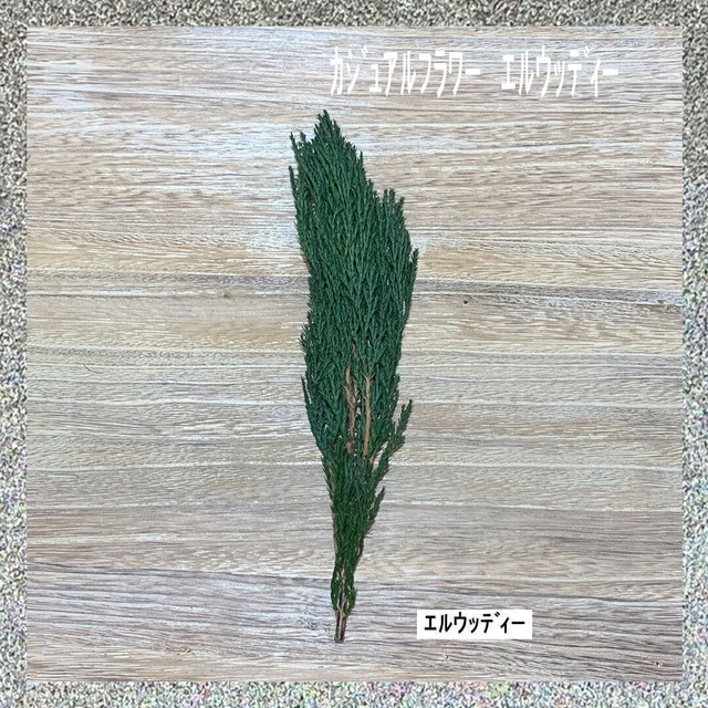 カジュアルフラワー　エルウッディー　1束