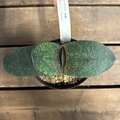 ガステリア 恐竜【1034】