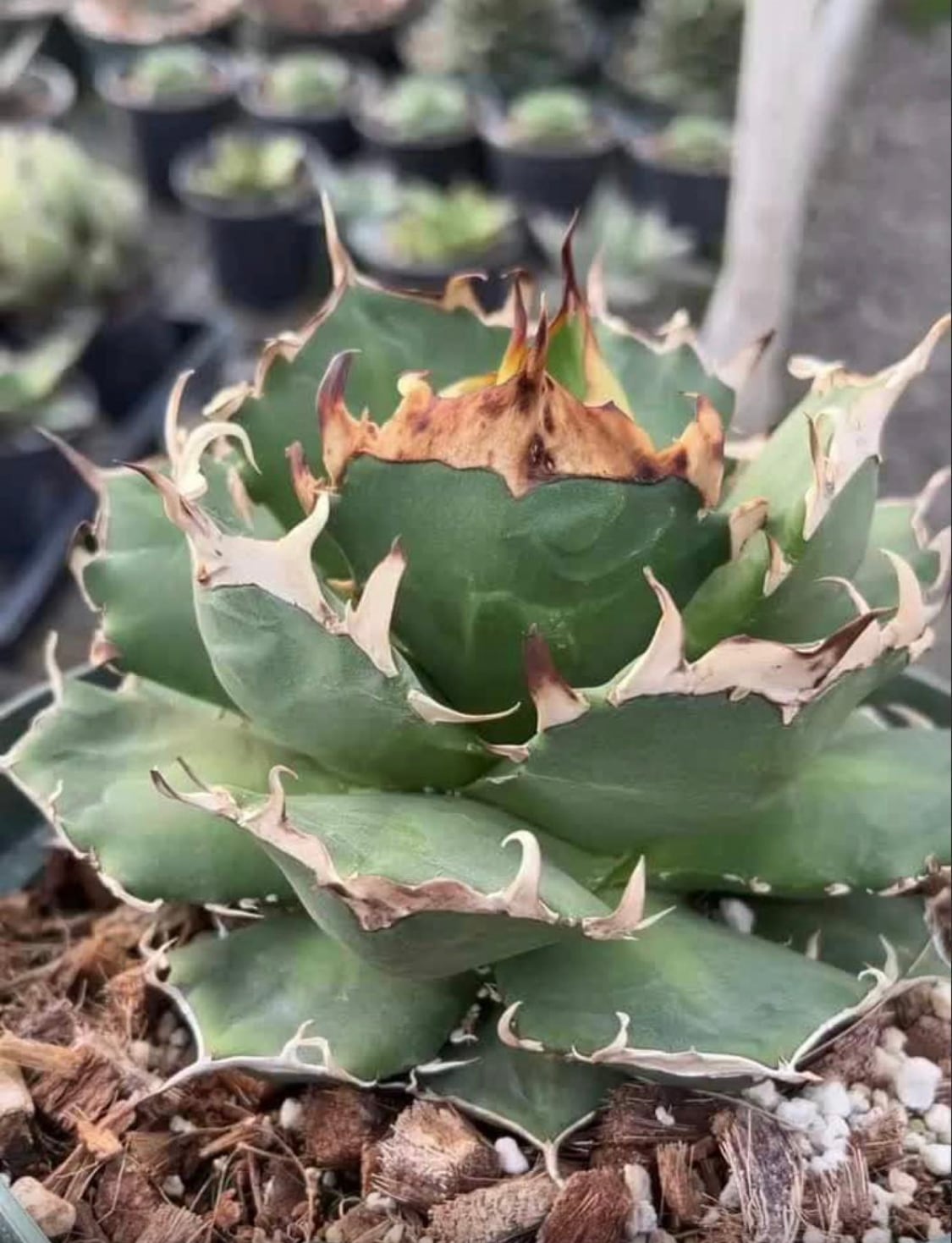 アガベ | プランツレター