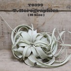 【送料無料】キセログラフィカM〔エアプランツ〕現品発送T0399