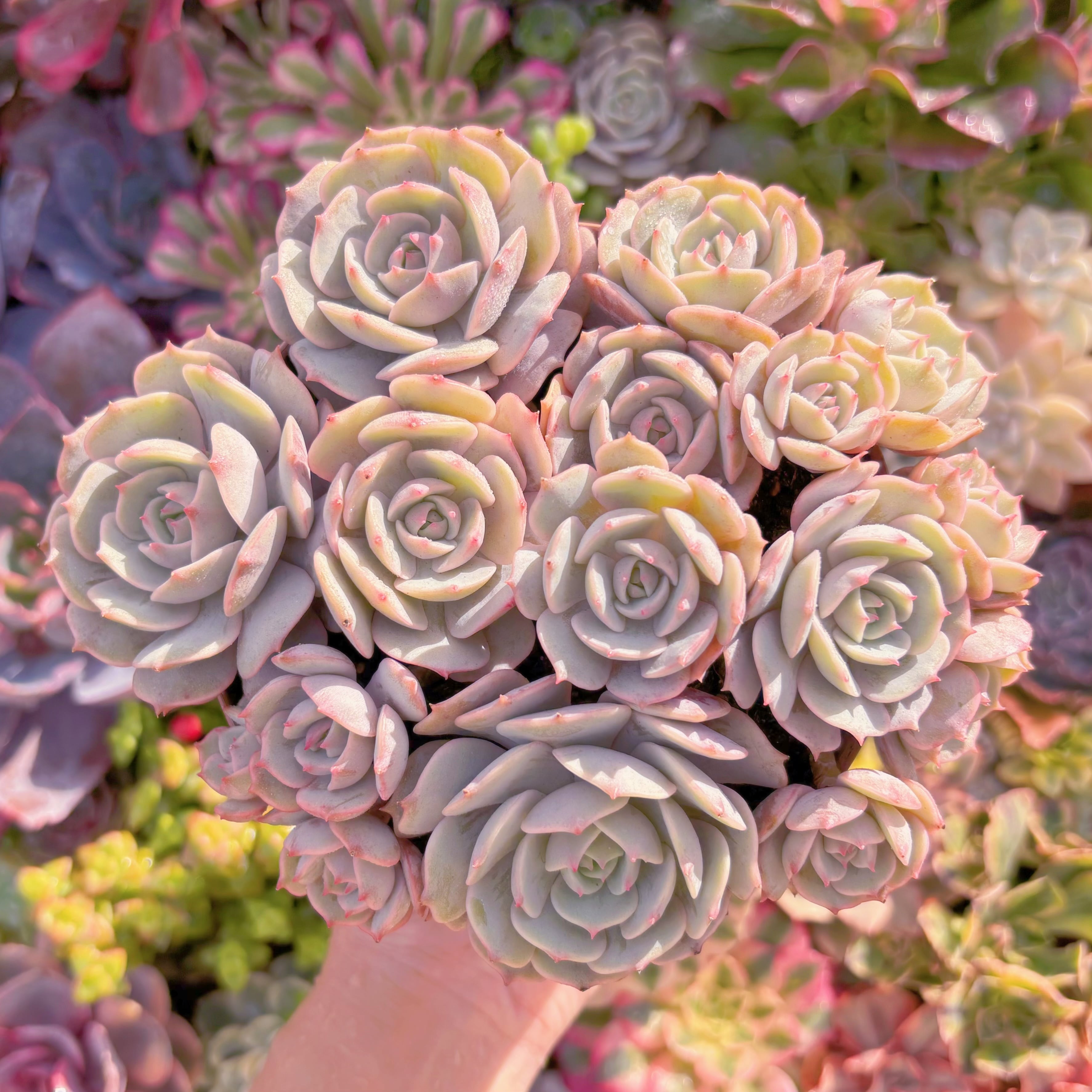 現品　ローラ#A083　大群生　新入荷　るる農園