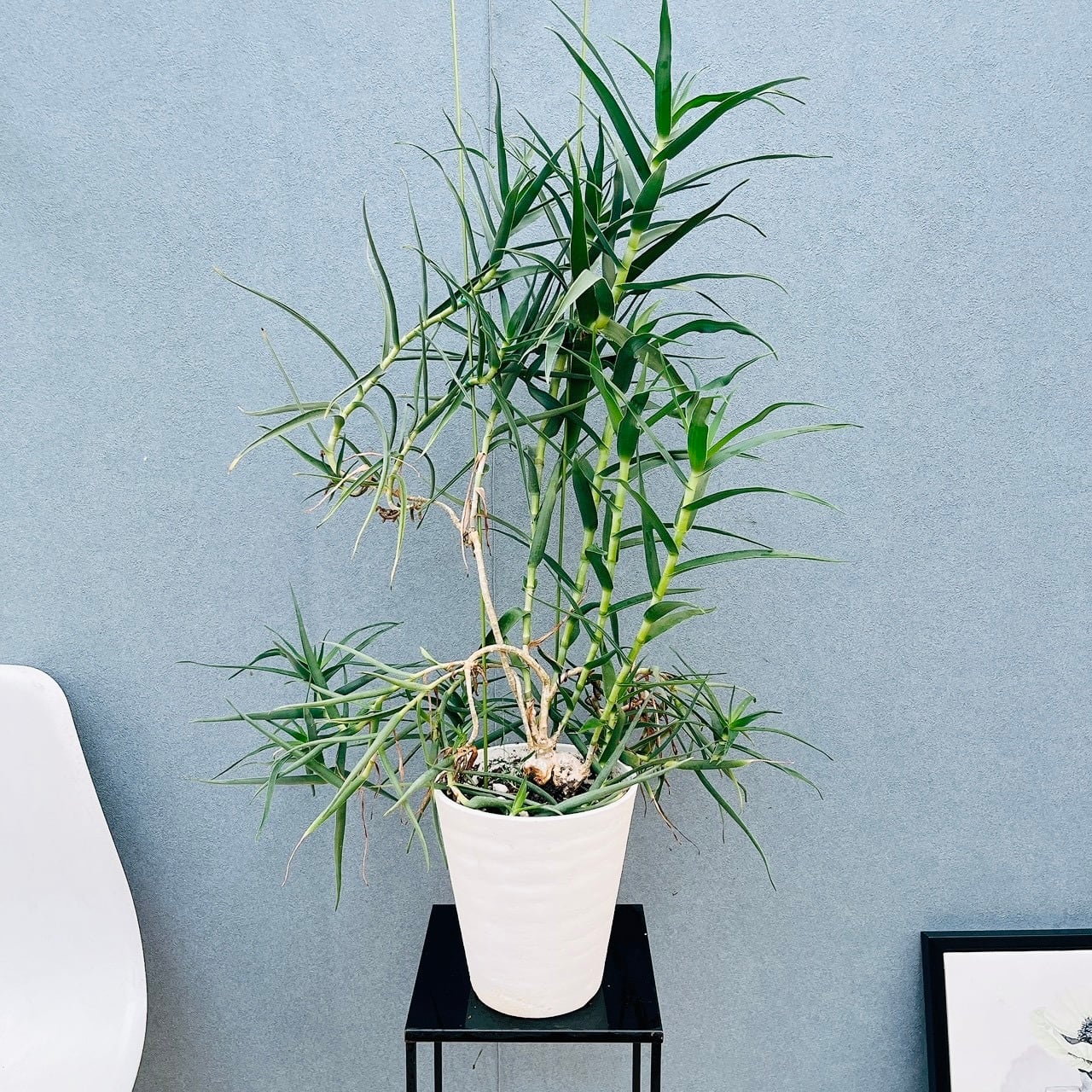 現品］【珍しい】96番 ブコニア レクルバータ バリエガータ 7号 観葉