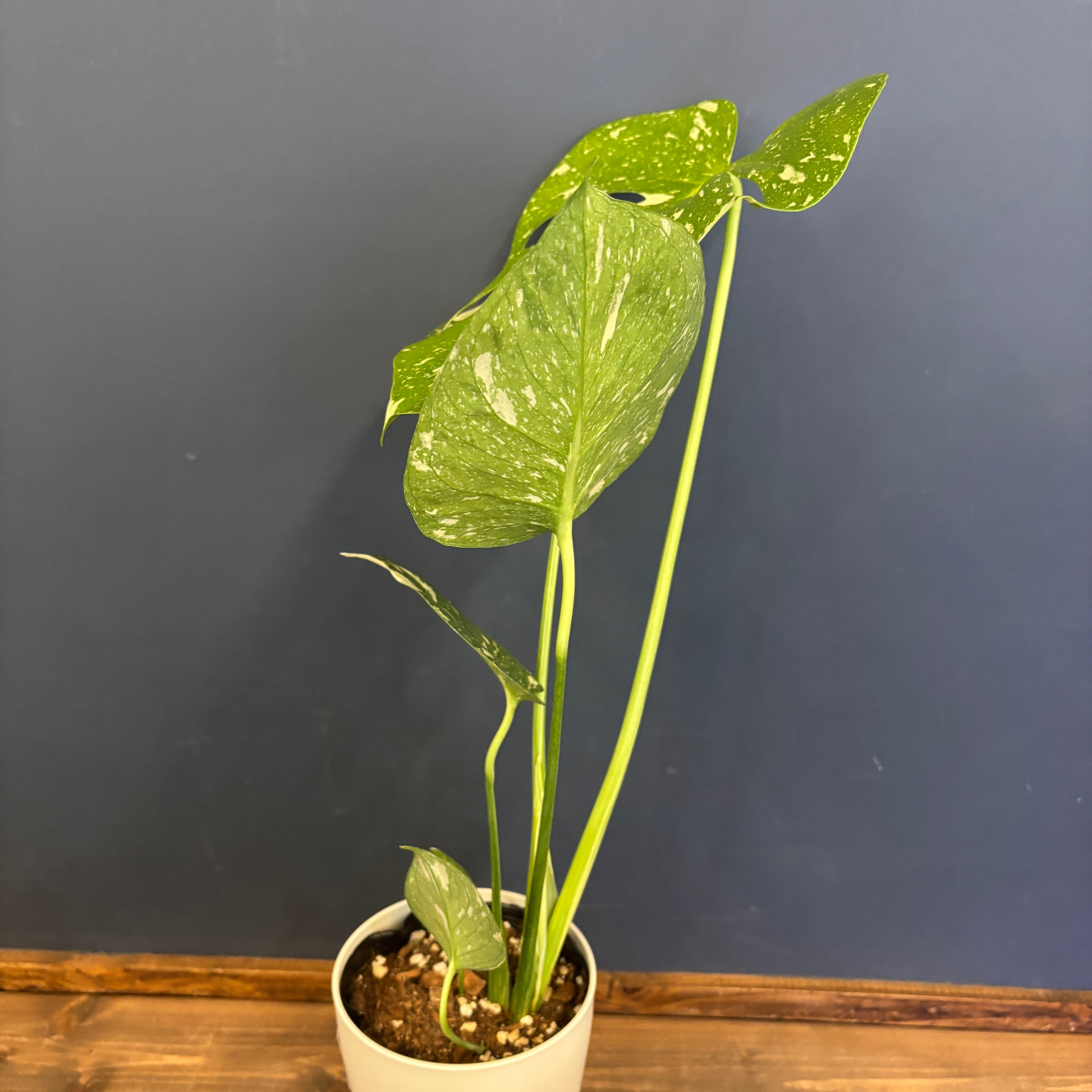 モンステラ　タイコンステレーション　大株（200サイズくらい） モンステラ タイコンステレーション 厳選斑入り 順化前 5株