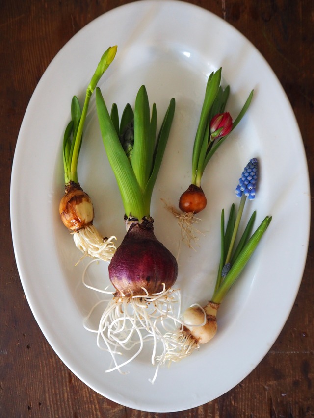 【配送1/10着以降】球根付きお花のセット