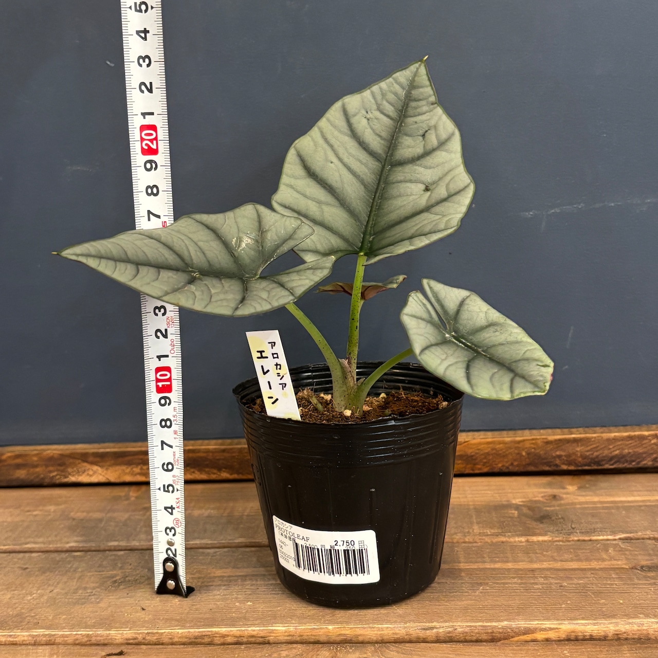 アロカシア エレーン【91】