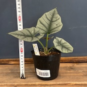 アロカシア エレーン【91】