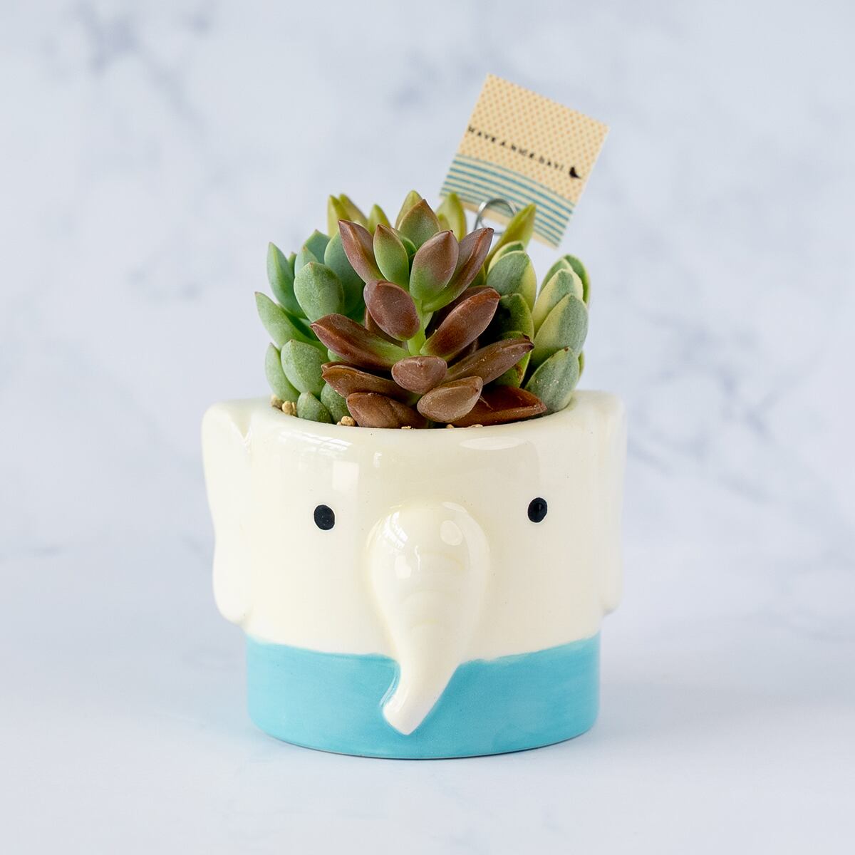 アニマルポット | Muze Plan+s