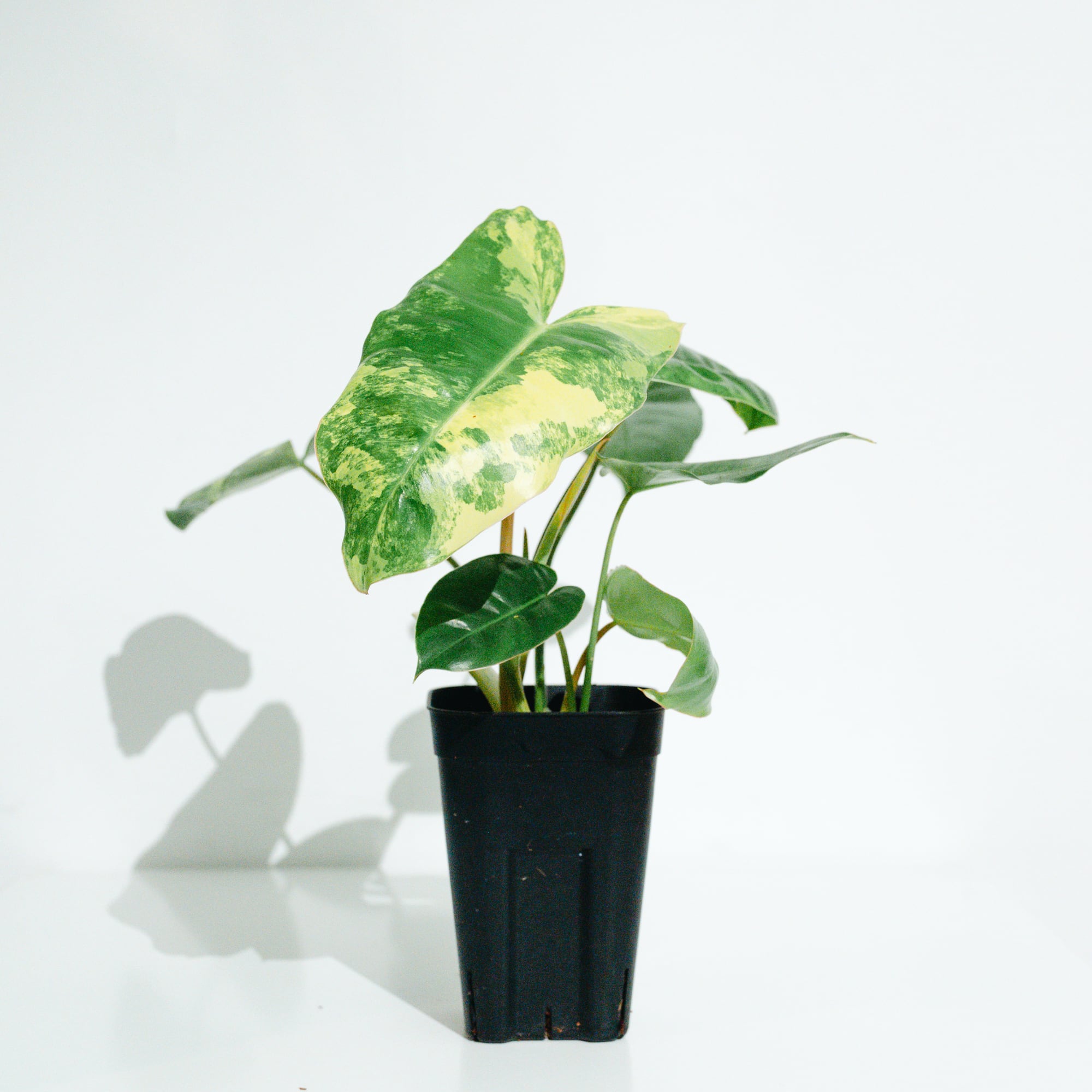 ホヤ・シルバーダラー（Hoya 'Silver Dollar'） | MERAKI