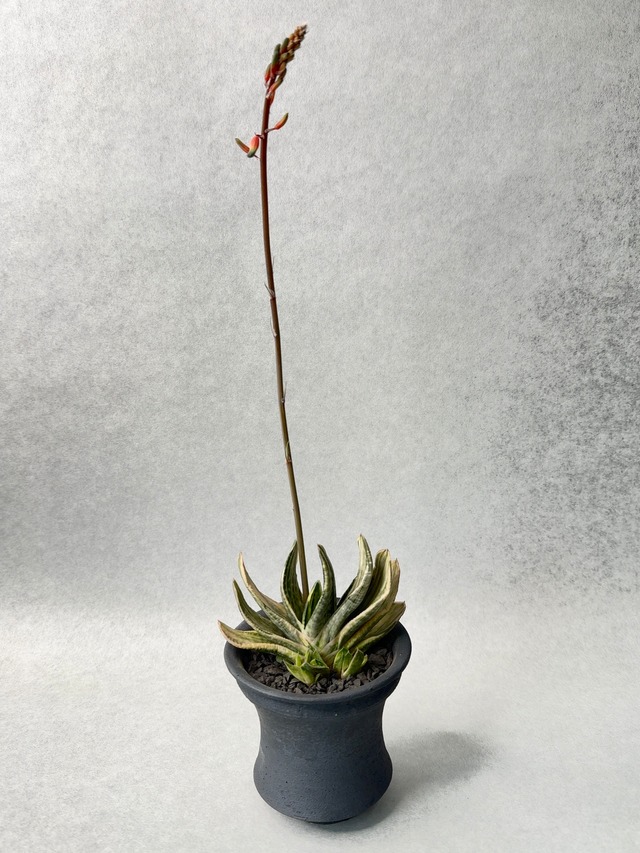 ２７.ガステリア・美鈴の富士