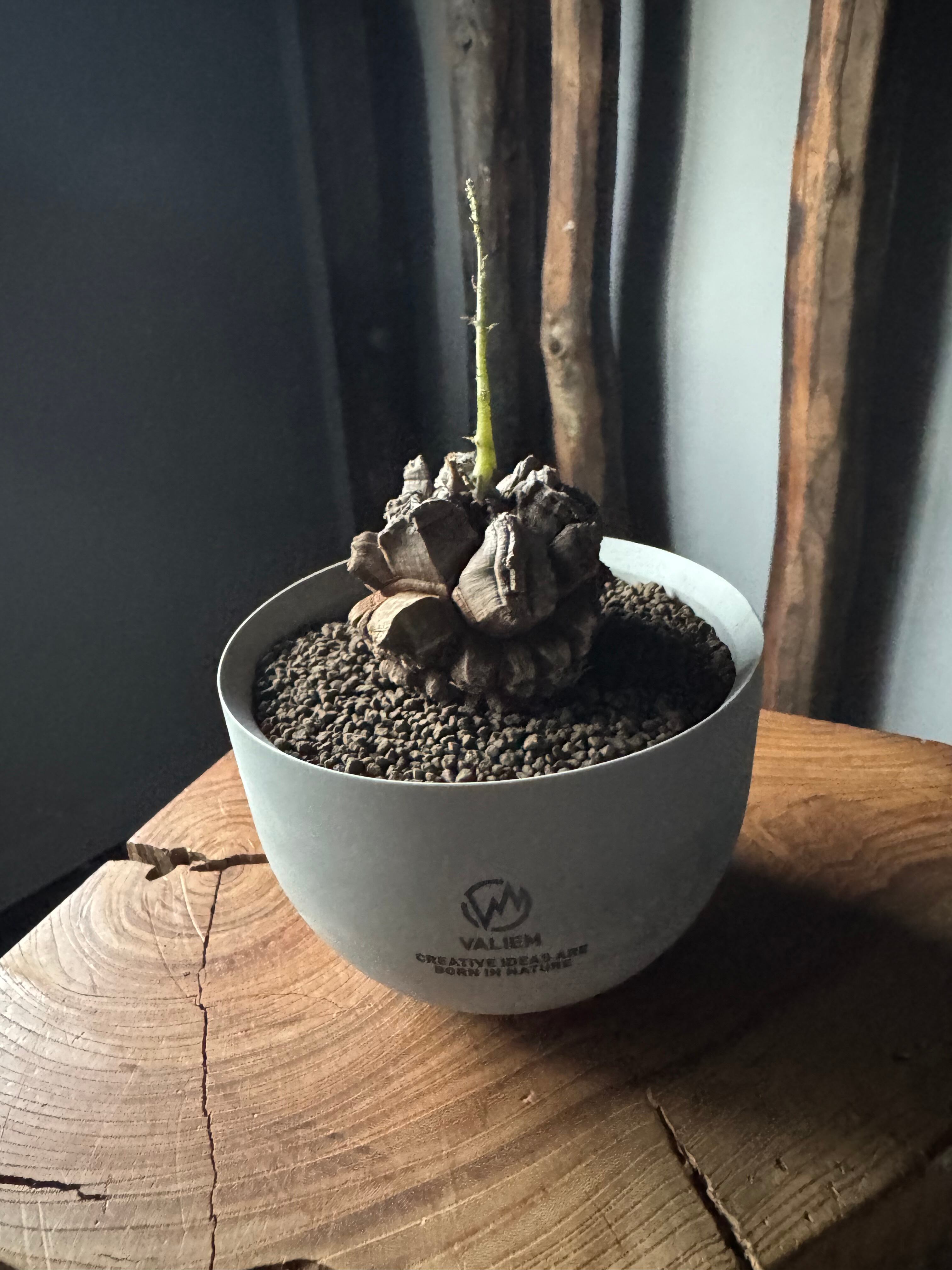 園芸用品 【値下げ】valiem aobouzu 別注 鉢