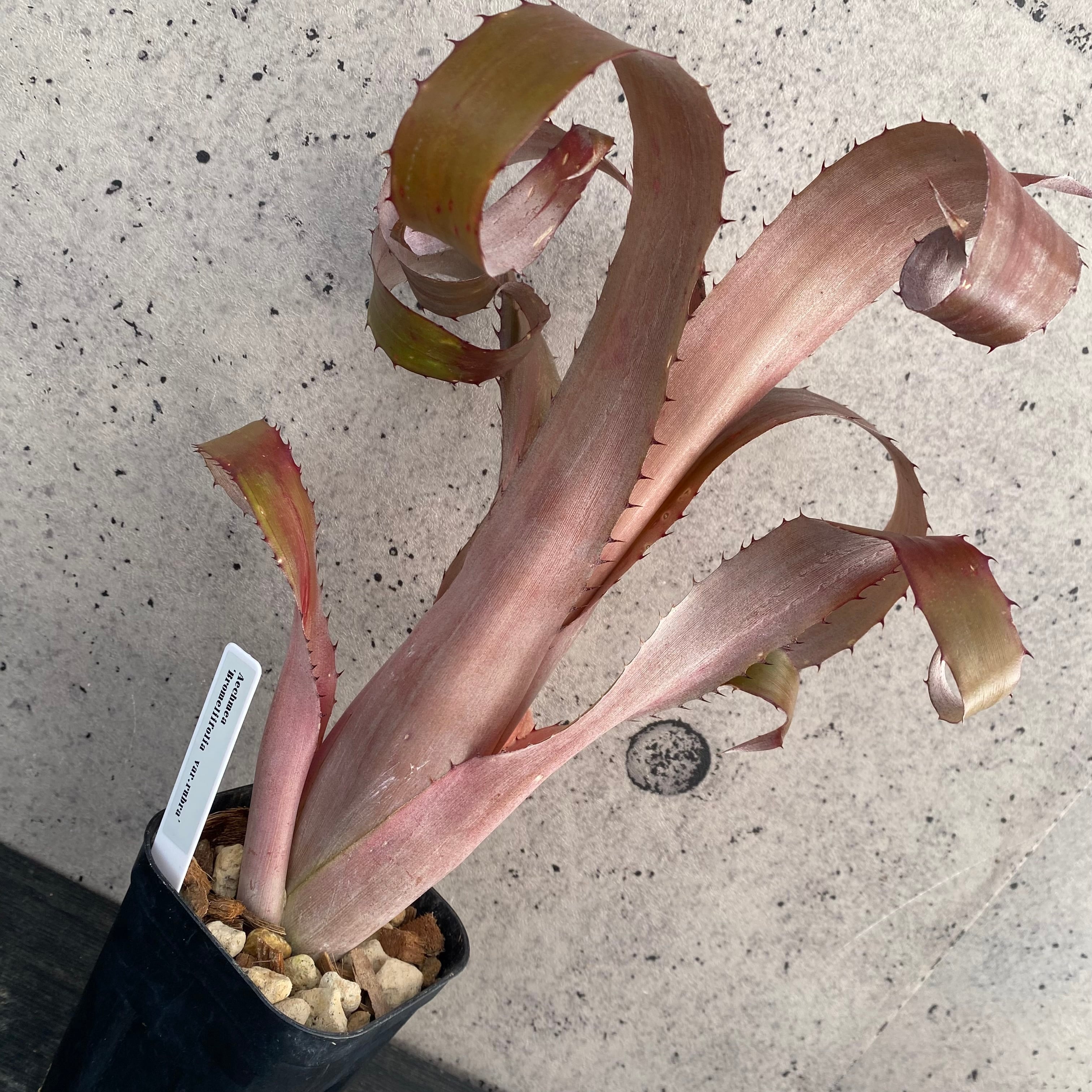 Planet Plants プラネットプランツ