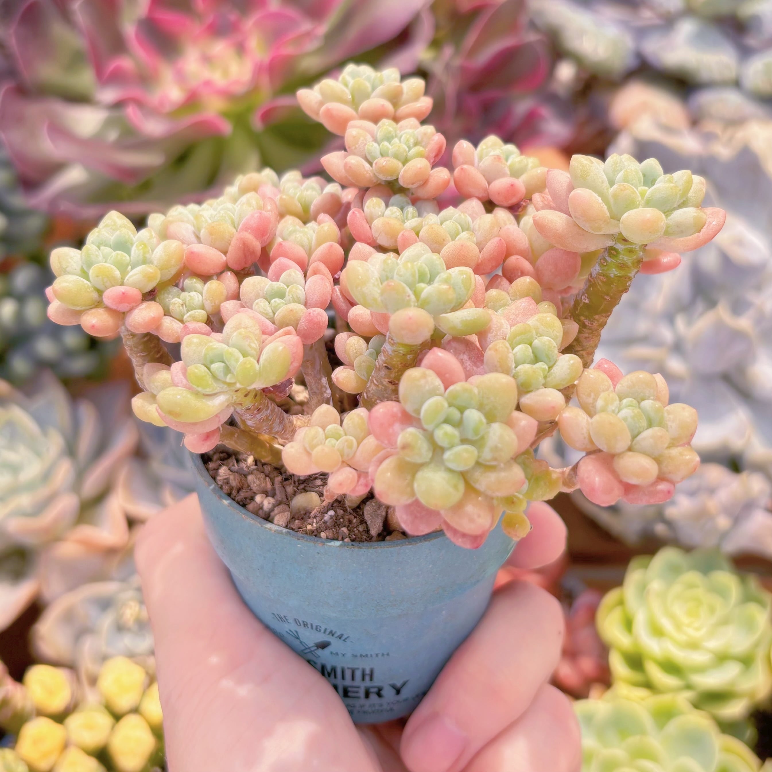 多肉植物 キャビア 群生 新入荷 るる農園 | るる農園~多肉植物専門