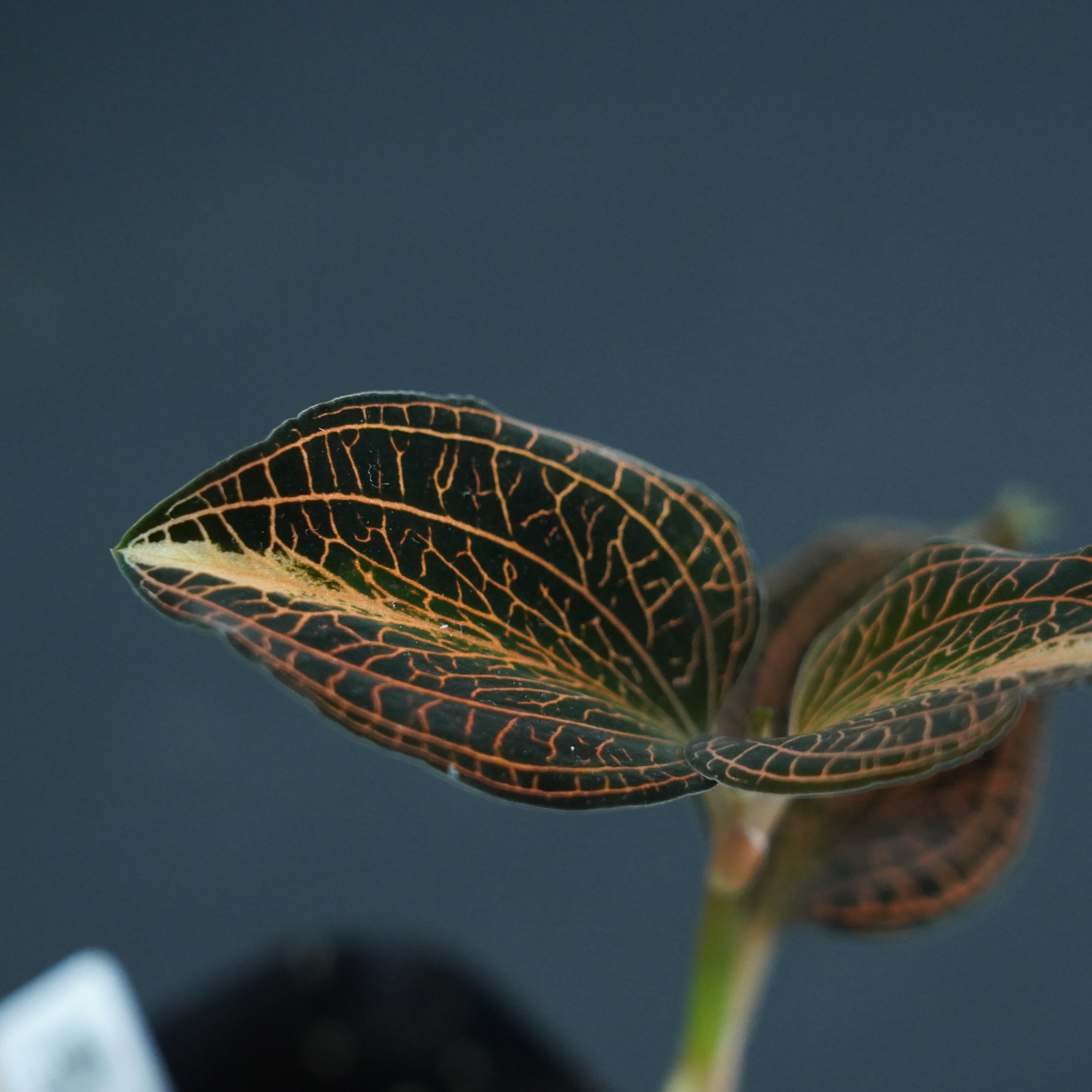 ◇現品◇アネクトキルス sp. 'Nan Red Vein'× Anct. siamensis 'White