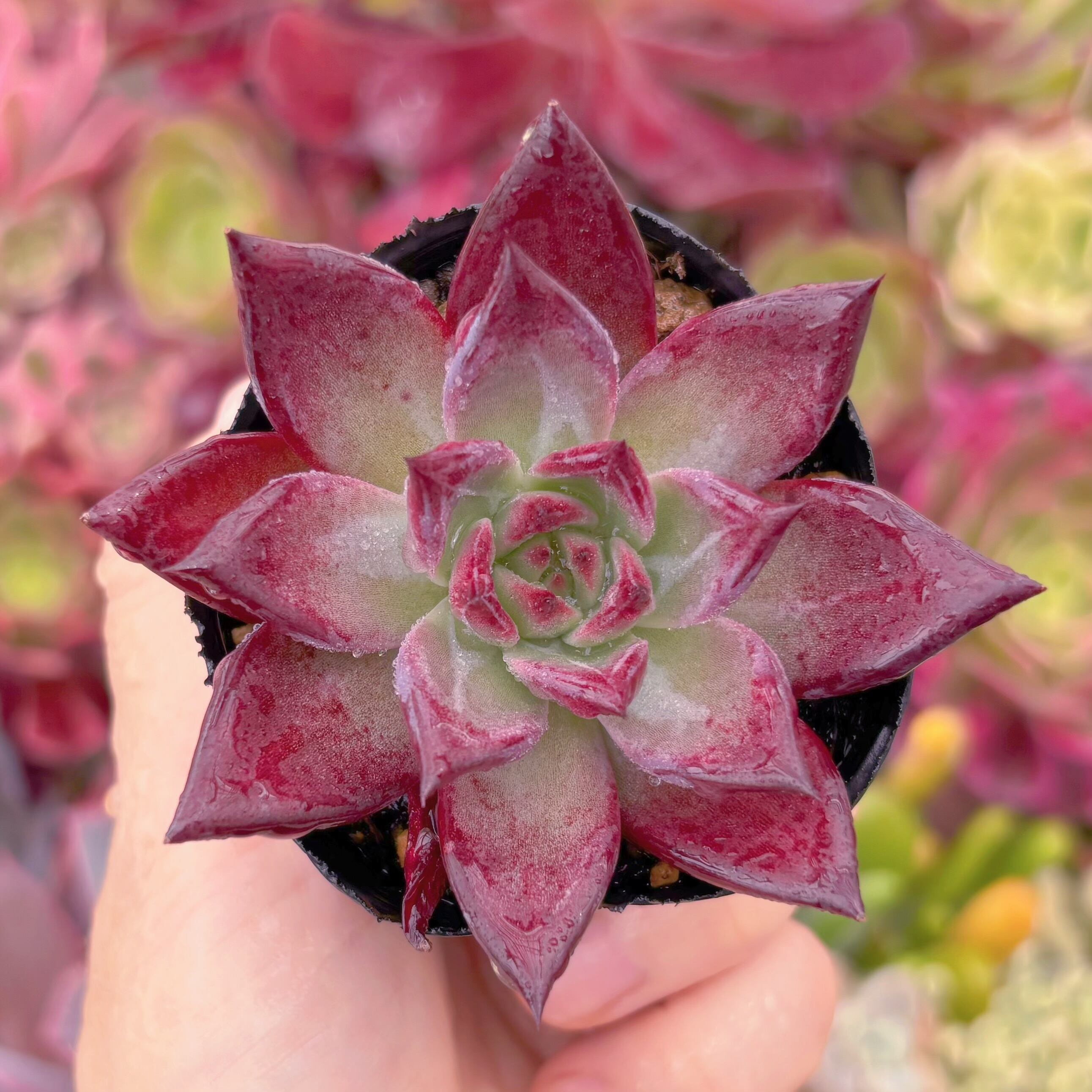 現品　レッドプラム#F059　るる農園