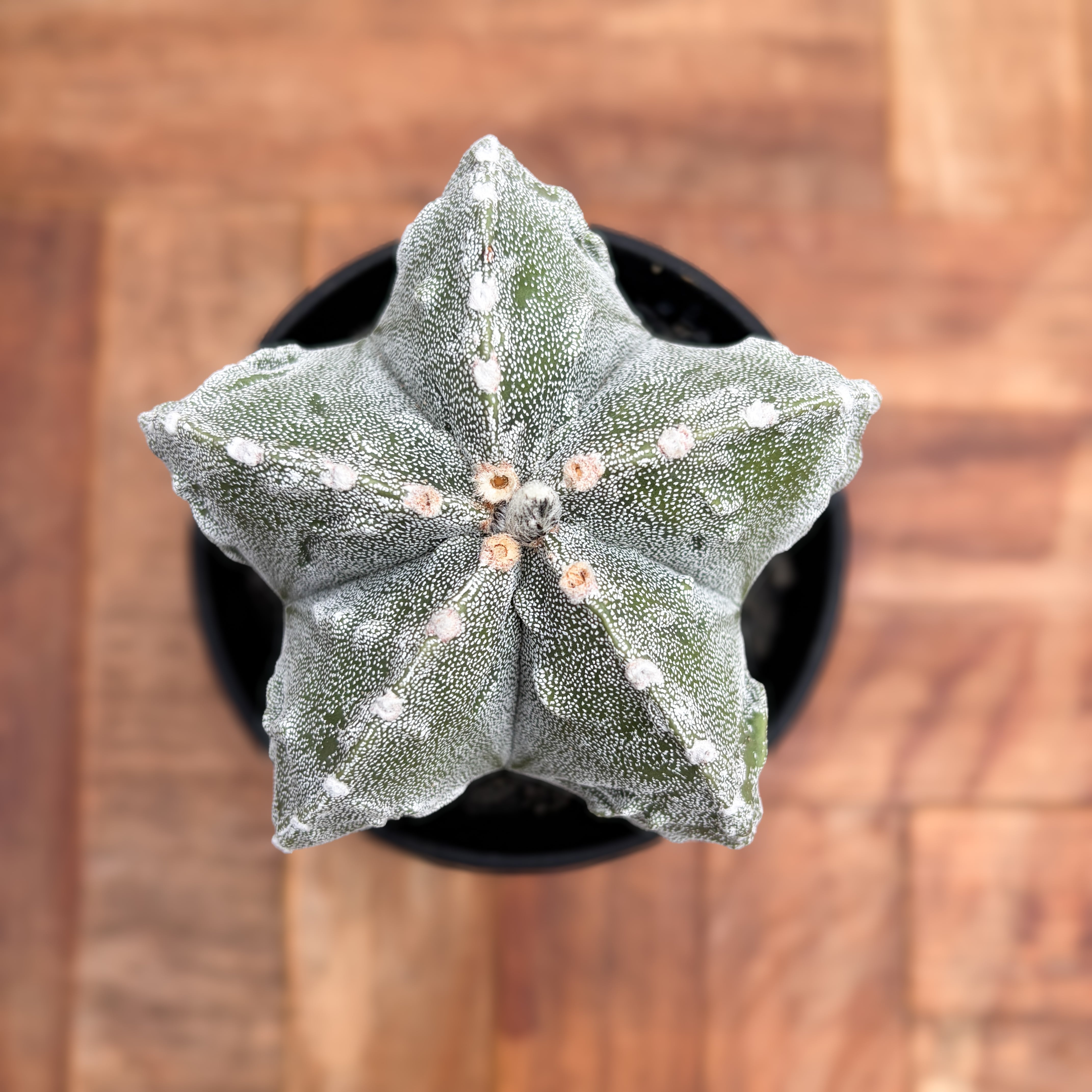 Astrophytum 【アストロフィツム・恩塚四角ランポー玉】 | RIMO'S