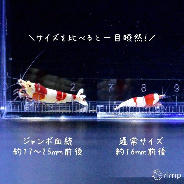 レッドビーシュリンプ60匹＋死着保証 ジャンボ血統】レッドビーシュリンプ 20匹 + 死着補償2匹 | rimp