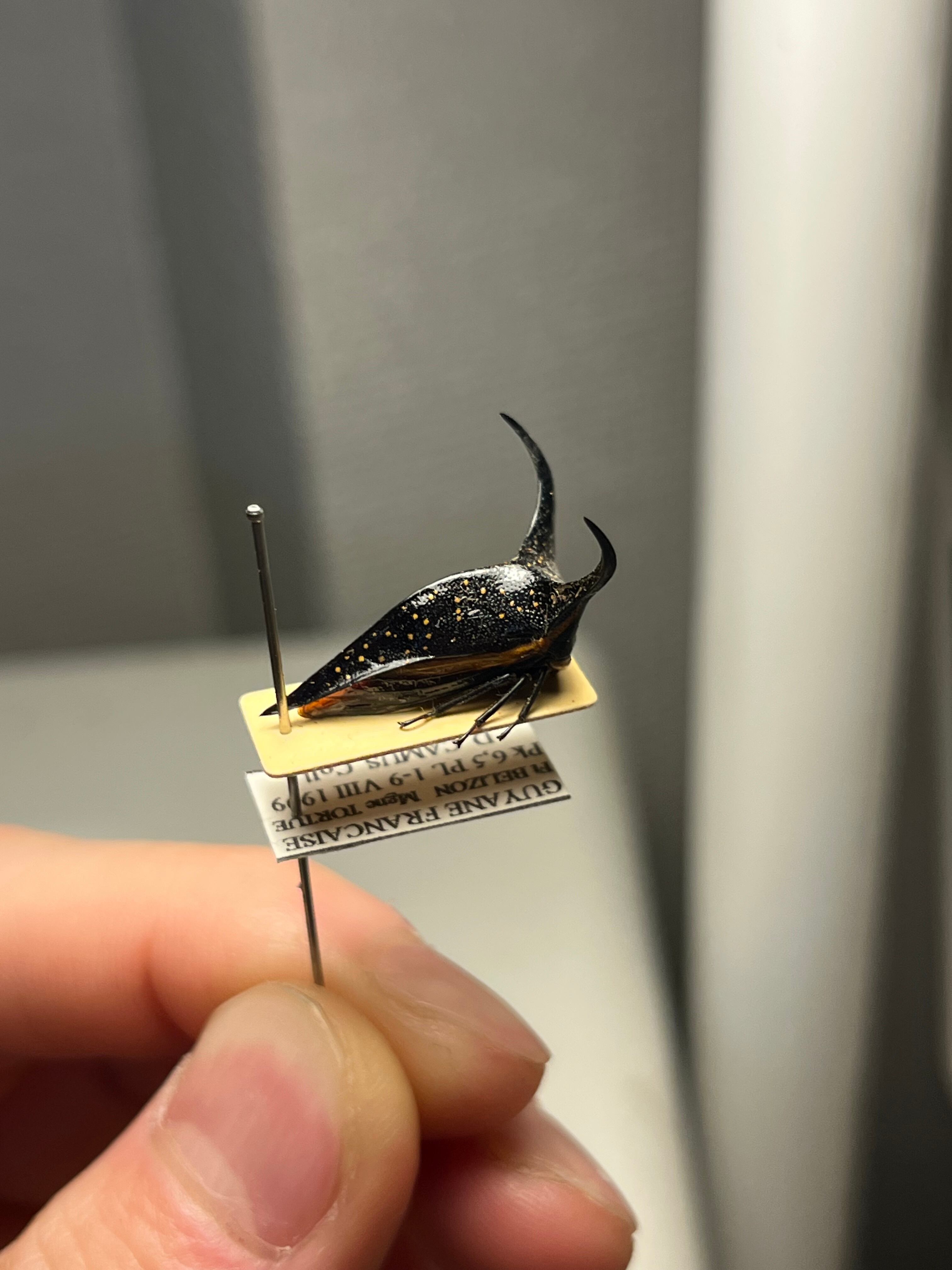 角蝉最大種】Hemikyptha marginata ツノゼミ セミ ホタル 蛍 タマムシ