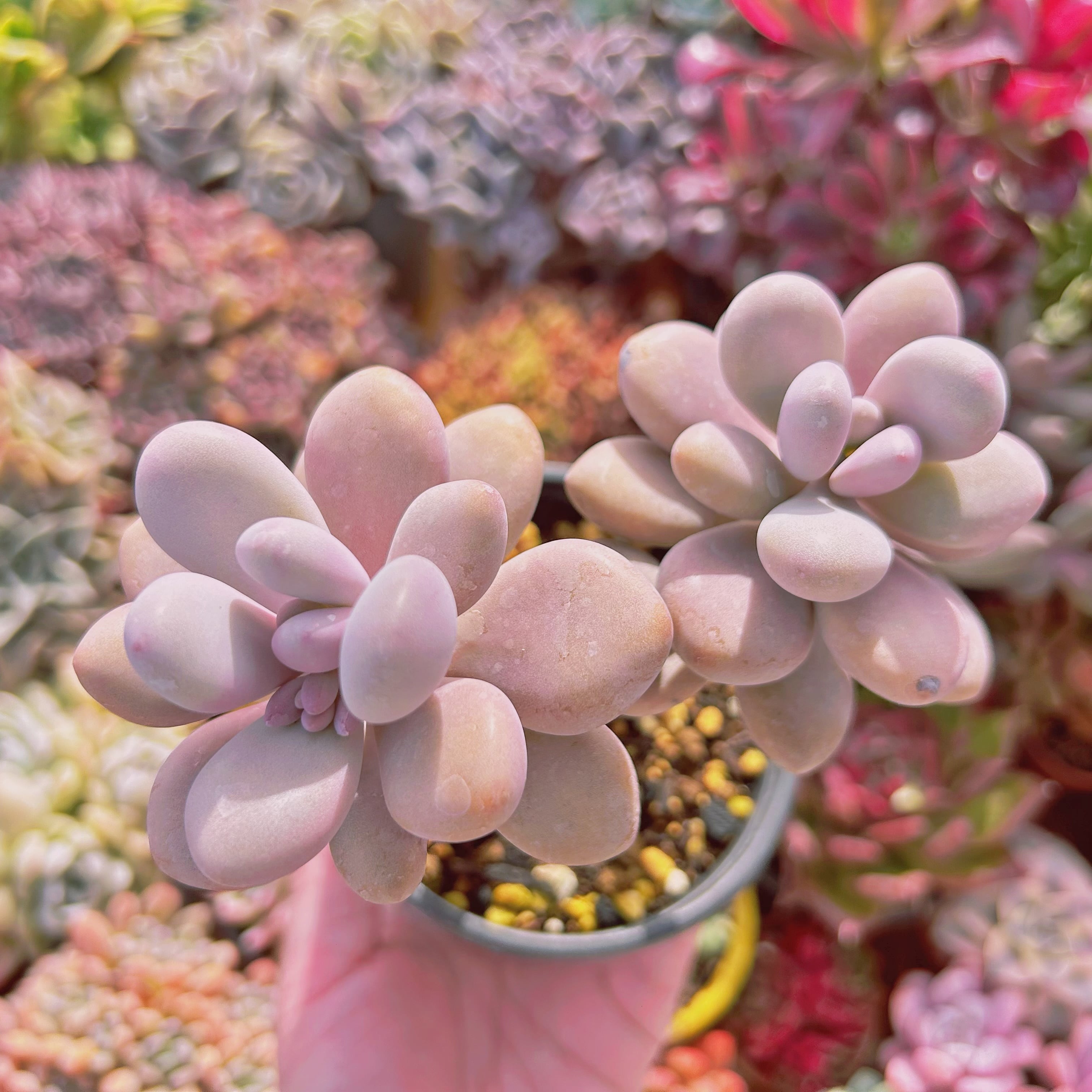 #756現物　多肉植物　達磨アメジスチヌム　特大　抜き苗