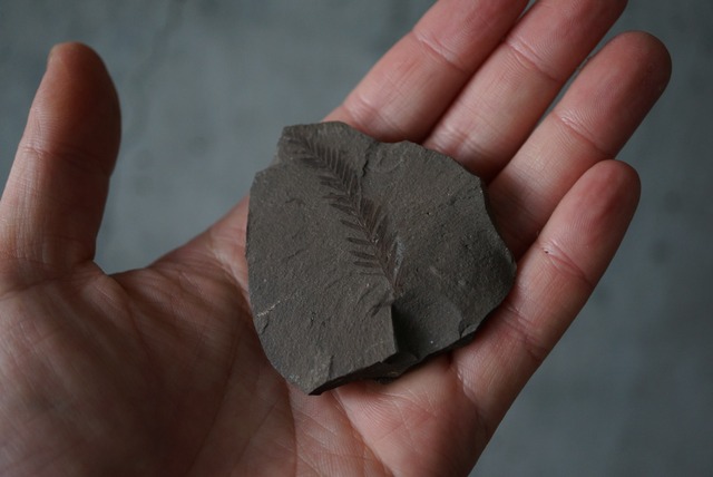 メタセコイア化石 Metasequoia sp. 1005