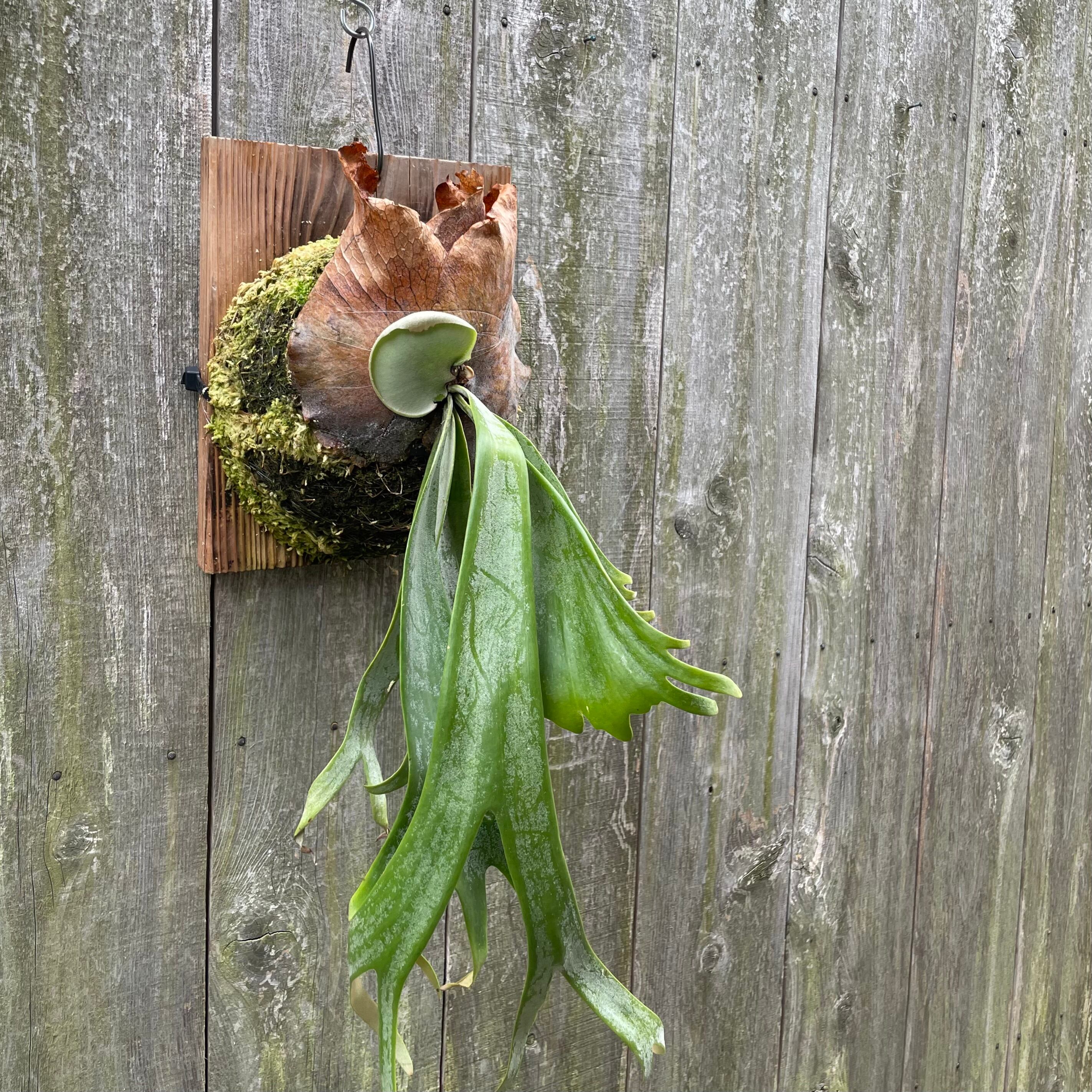 Nano spore ビカクシダ Z-⑤