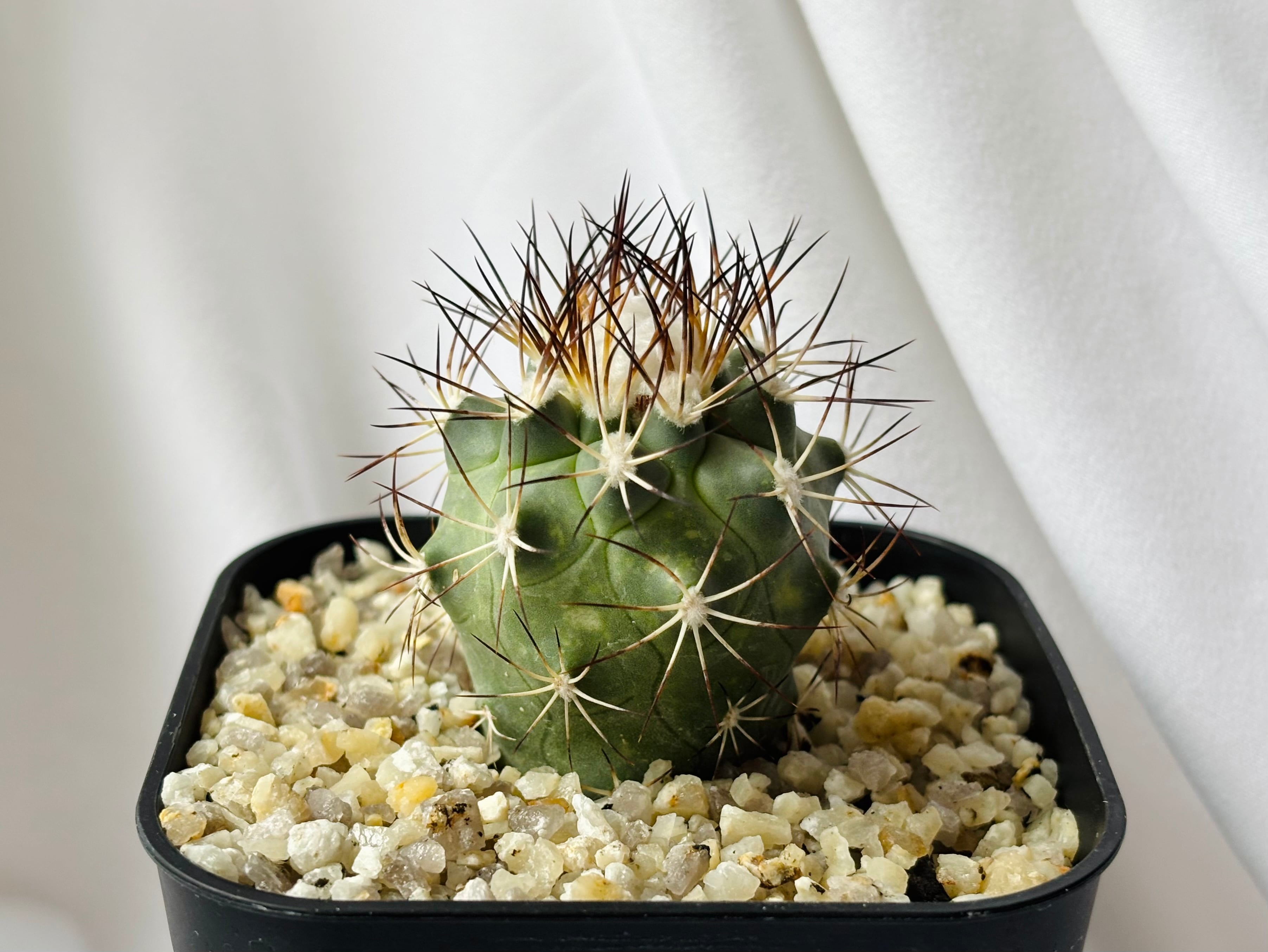 Gymnocactus gielsdorfianus ギムノカクタス 黒槍丸 サボテン | plants