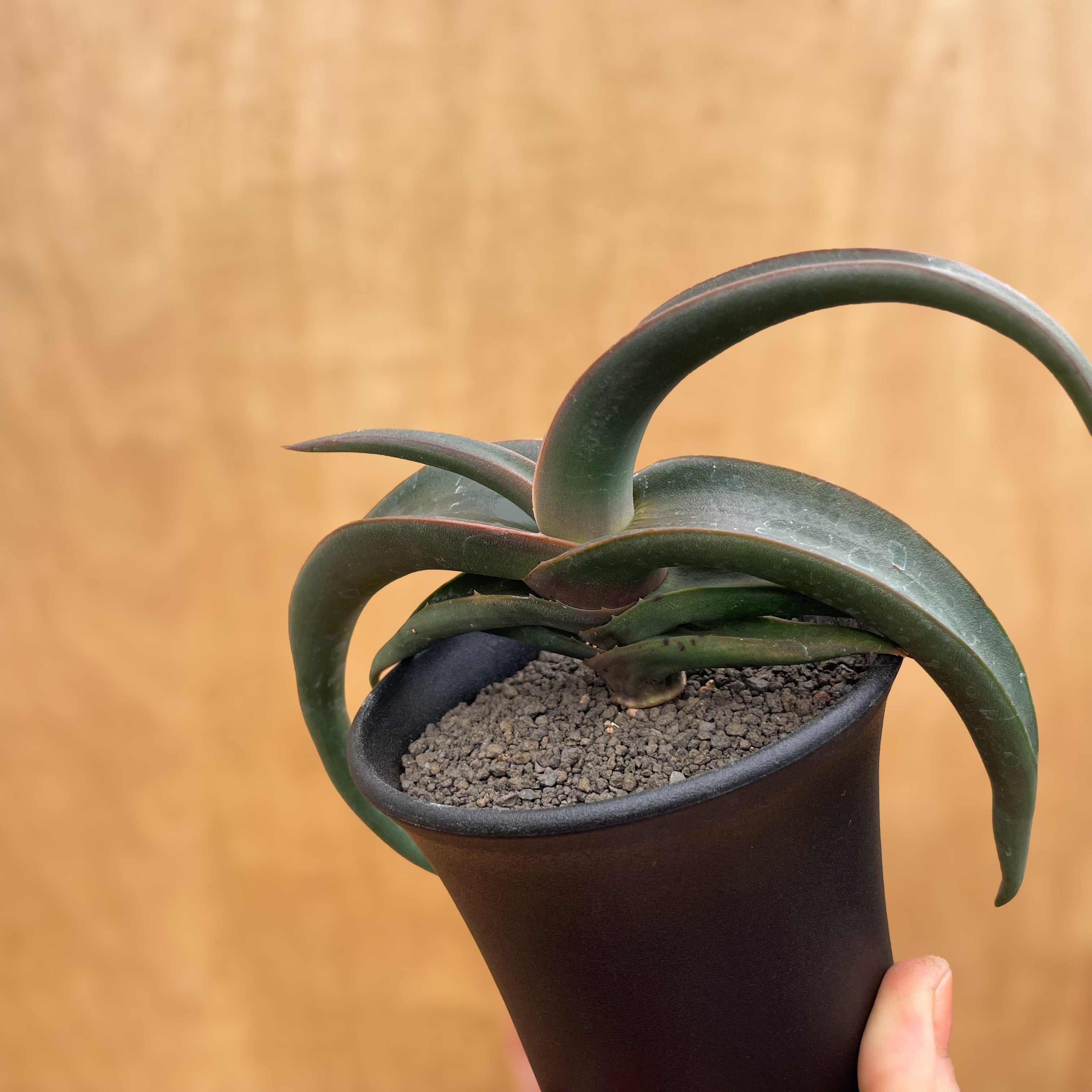 Aloe fleurentiniorum【アロエ・フロレンチニオラム】 | RIMO'S