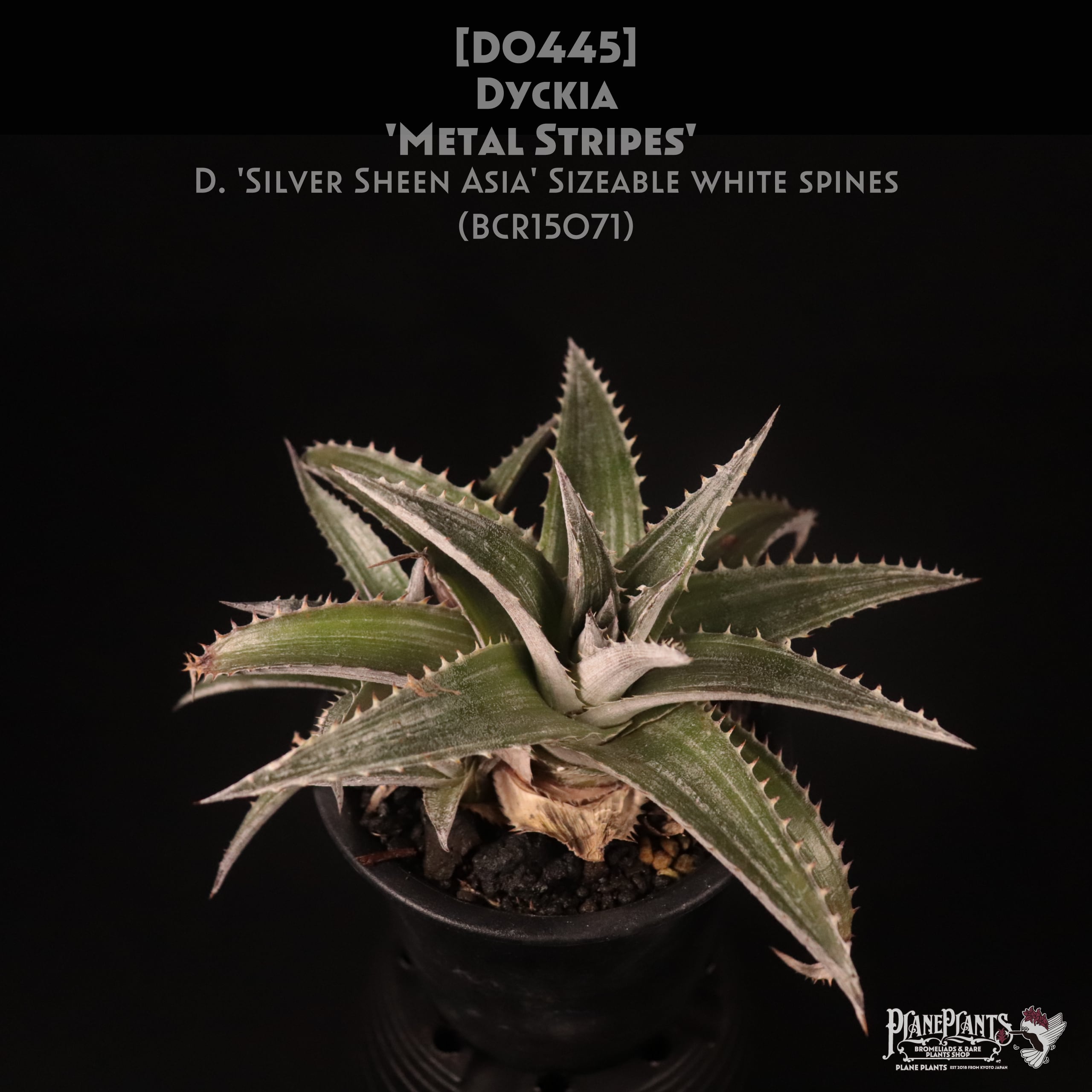 【送料無料】'Metal Stripes'〔ディッキア〕現品発送D0445