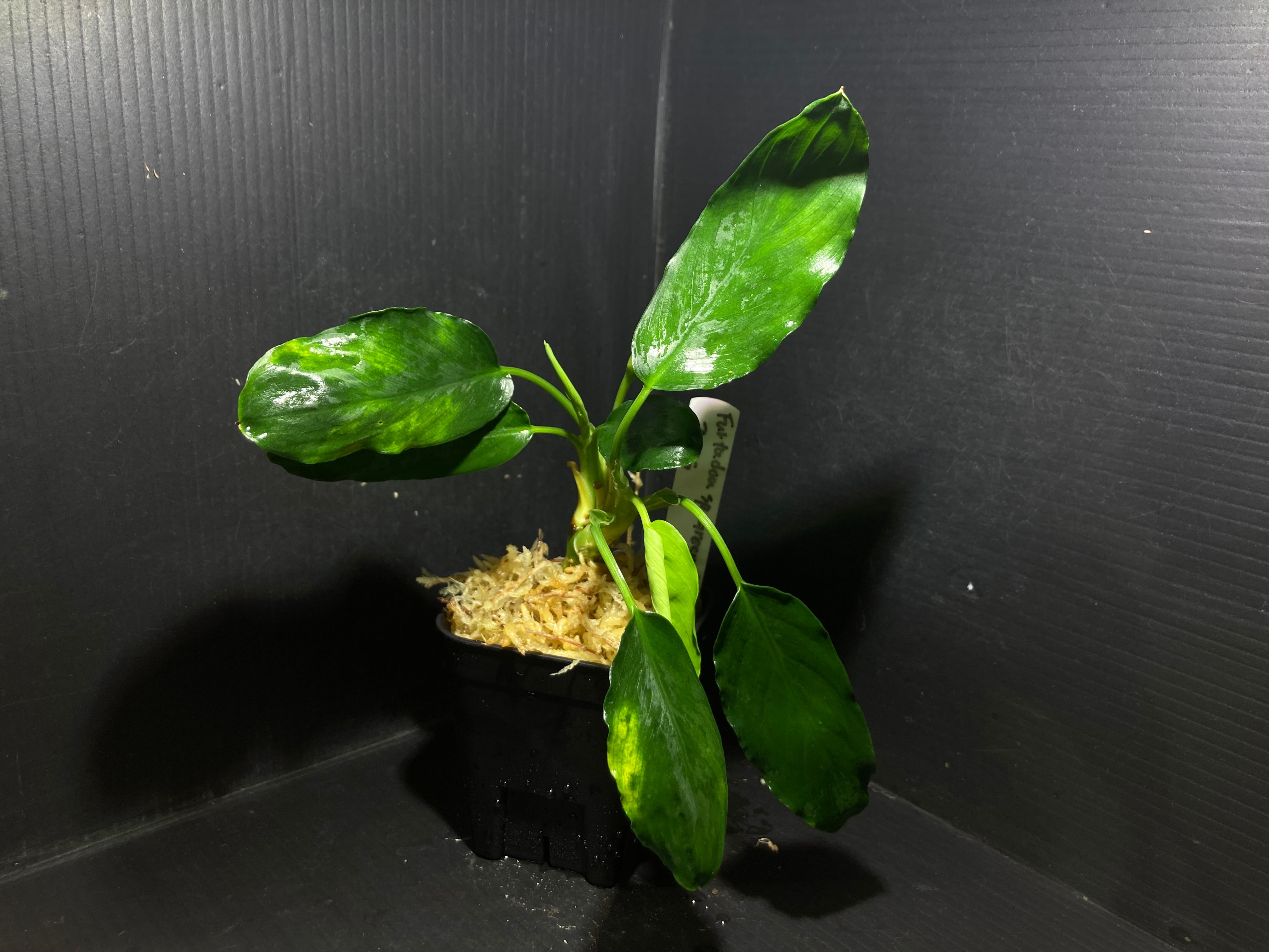 Furtadoa sp.