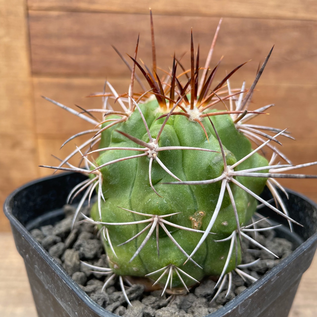 Copiapoa alticostata【コピアポア・アルチコスタータ・実生】