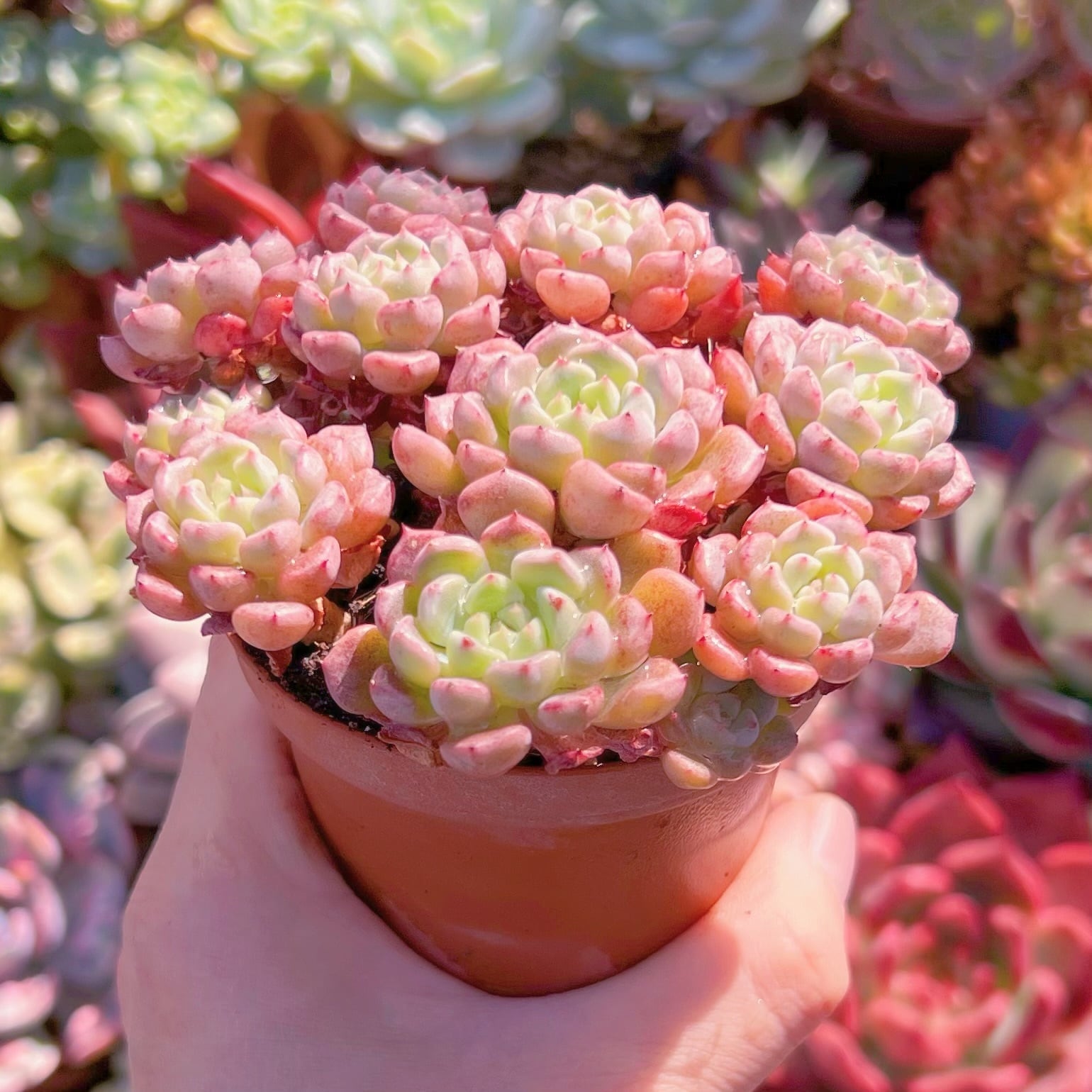 多肉植物 スノーピーチ 群生 新入荷 るる農園 | るる農園~多肉植物専門