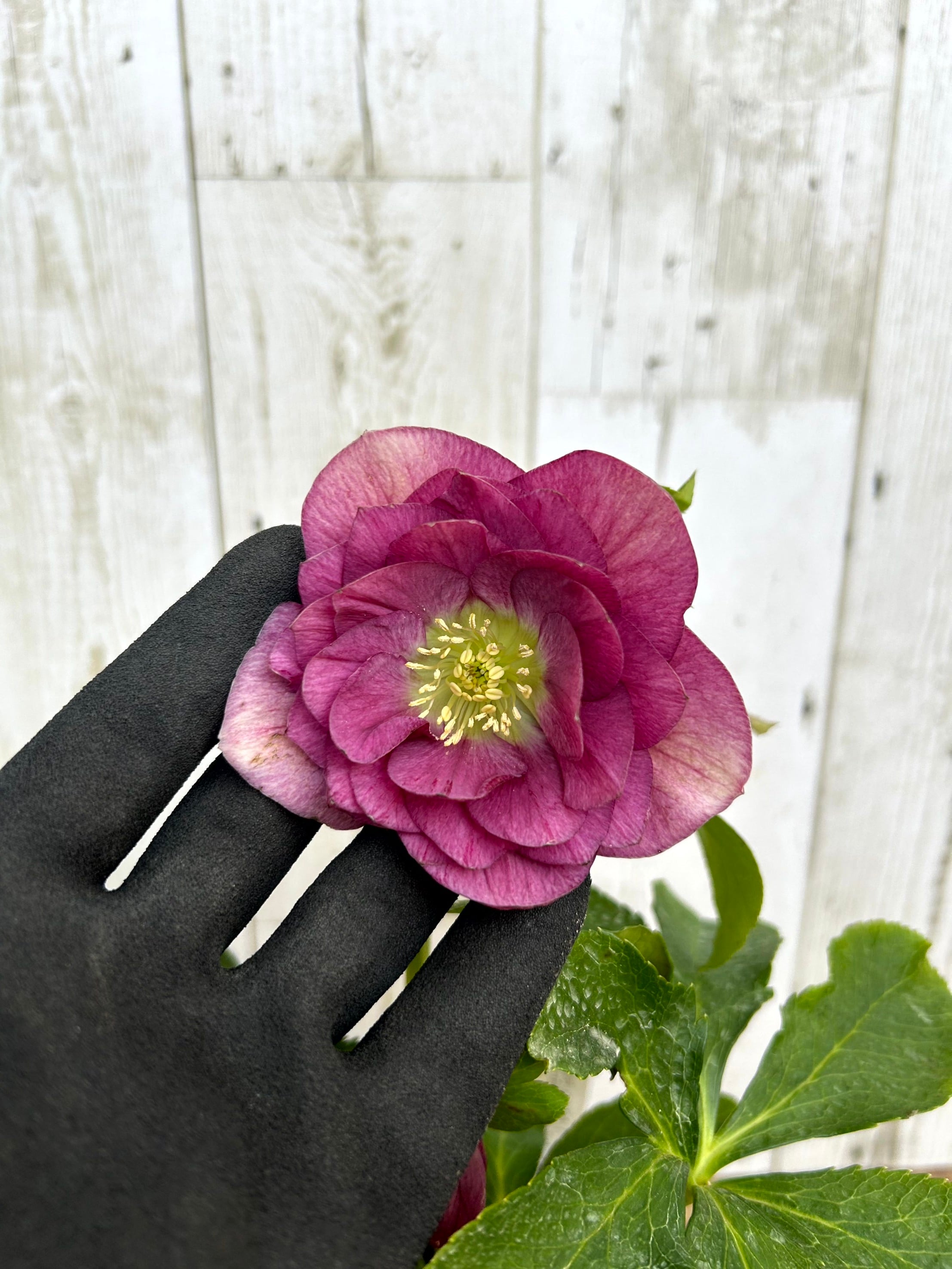 植物】 | フラワーガーデン泉 オンラインショップ