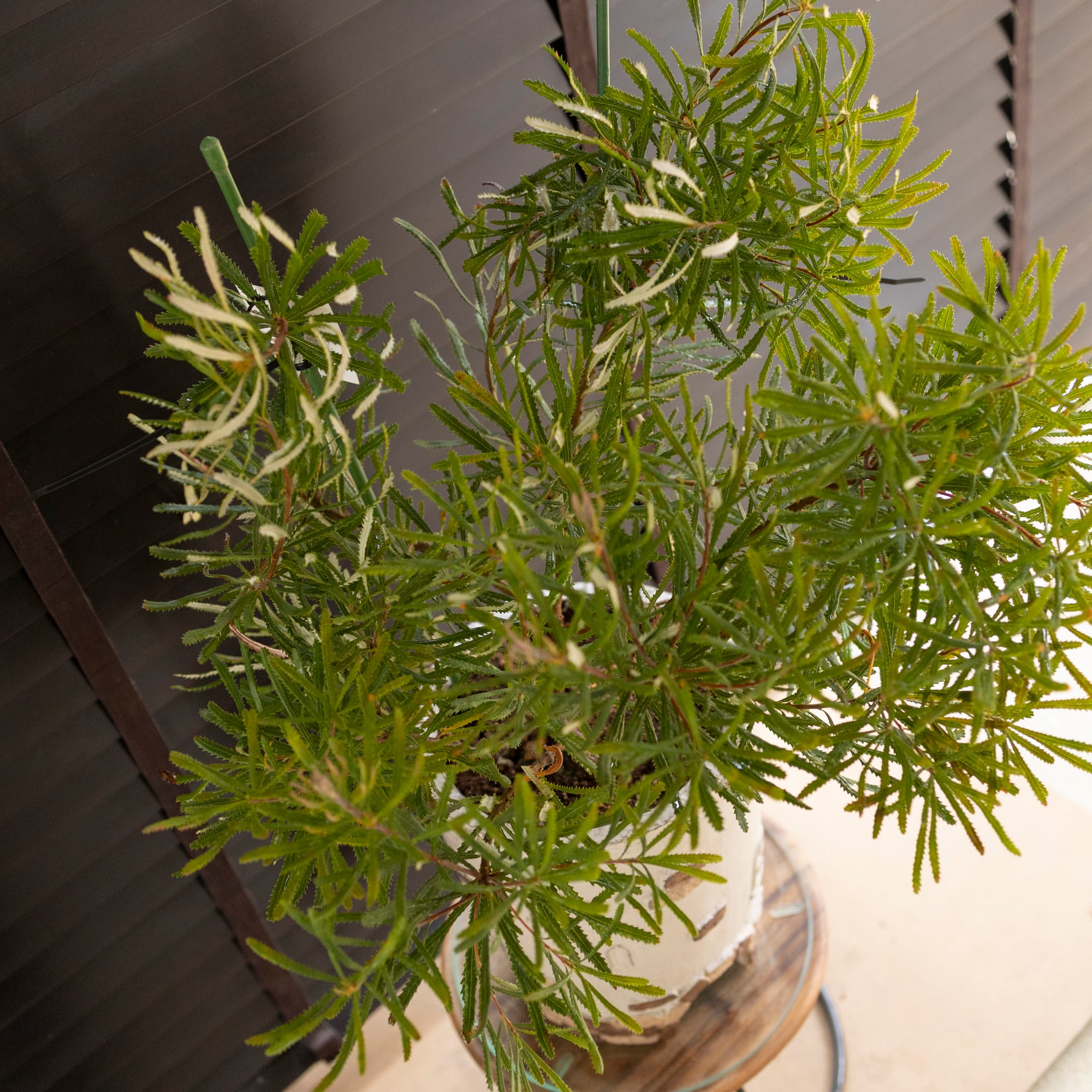 ヘアピン バンクシア スピヌローサ 3 バンクシア ”スピヌローサ”（ヘアピンバンクシア） オージー