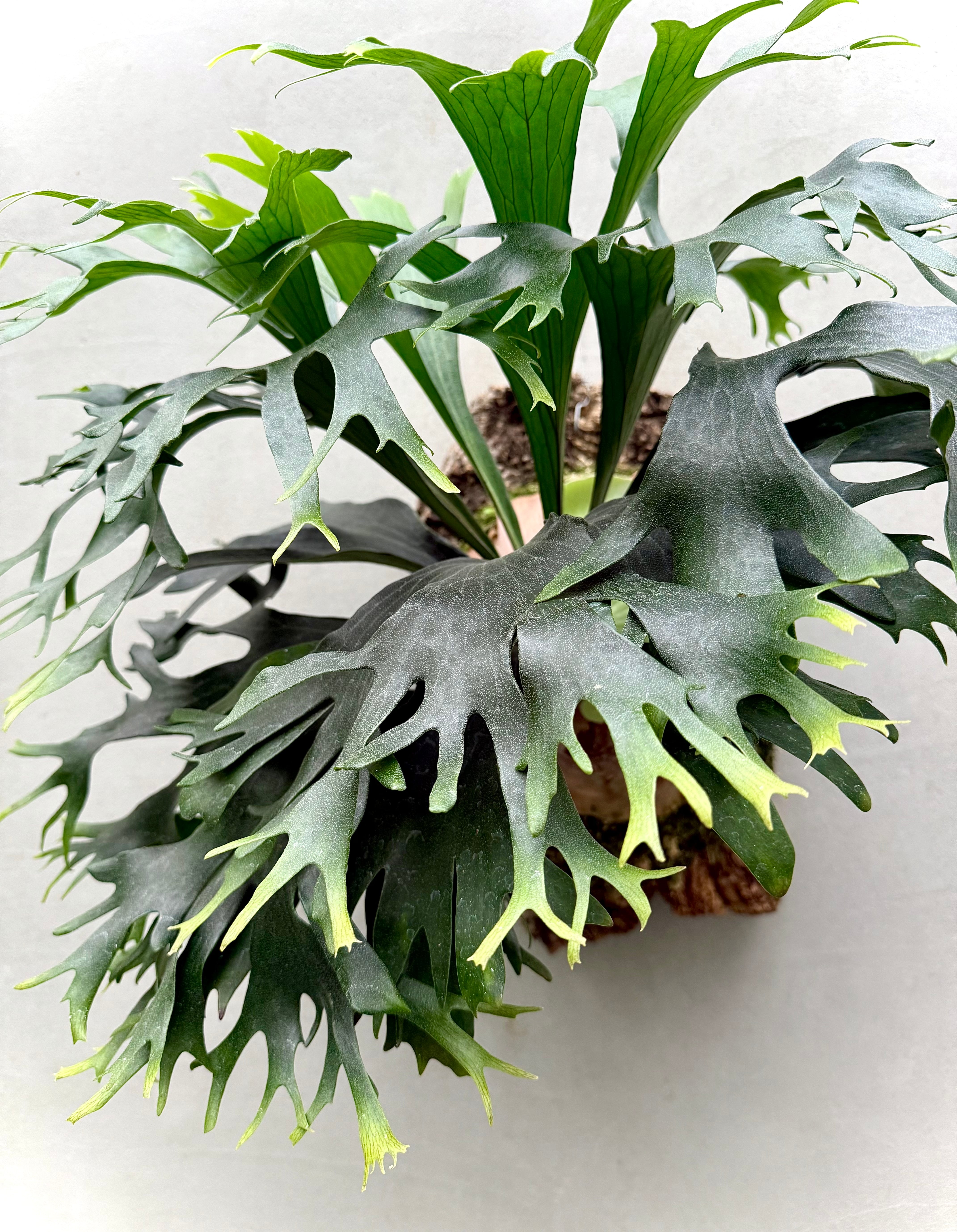c) P. hillii 'Rod Pattison' (RP) spore grown ② ビカクシダ ヒリー