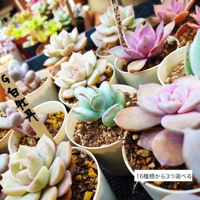 多肉植物セット 15種類から選べる 3ポット | 京都 おむろ  