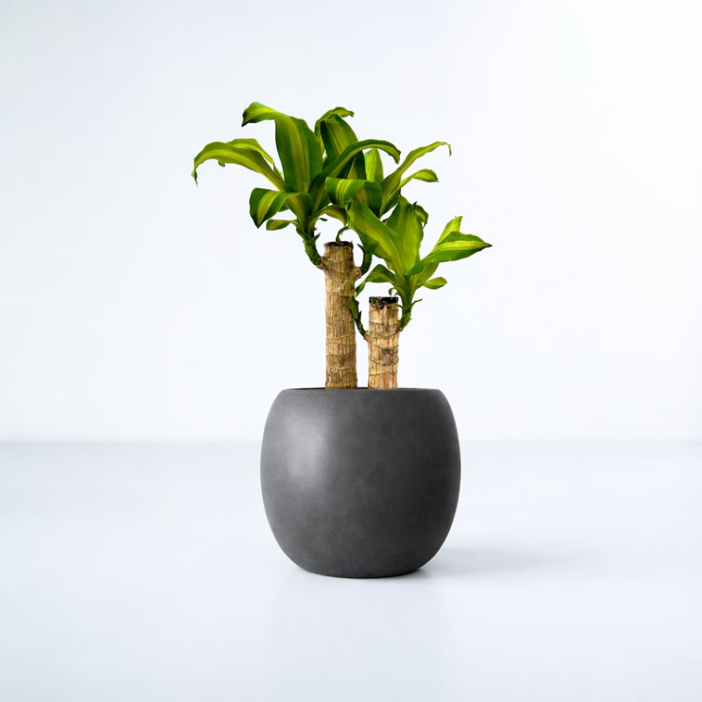 ドラセナマッサン(黒丸陶器の鉢カバー)