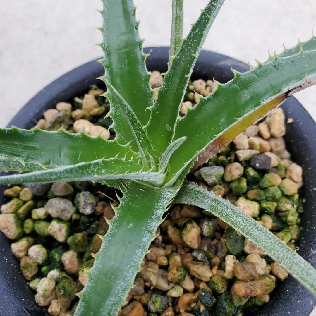 タグ付き ヘクチア Hechtia 'All Red' ⑵