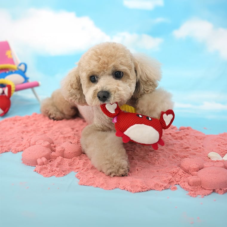 crap mash rope toy 2color / 犬 おもちゃ 音が鳴る ロープ 噛む 鳴き笛入り キャッチ トイ 可愛い 犬用おもちゃ ストレス解消 遊び 留守 韓国 ペット用品 小型犬 中型犬