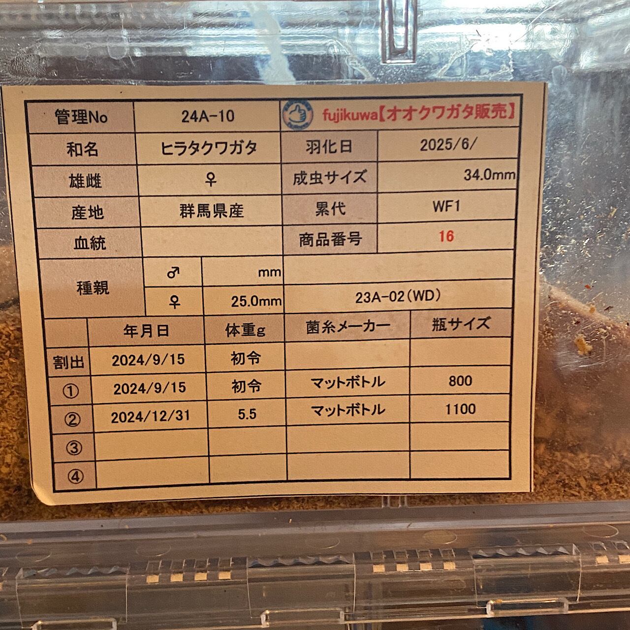 16】♂57mm・♀34mm本土ヒラタクワガタ ペア 群馬県産 | PAY ID