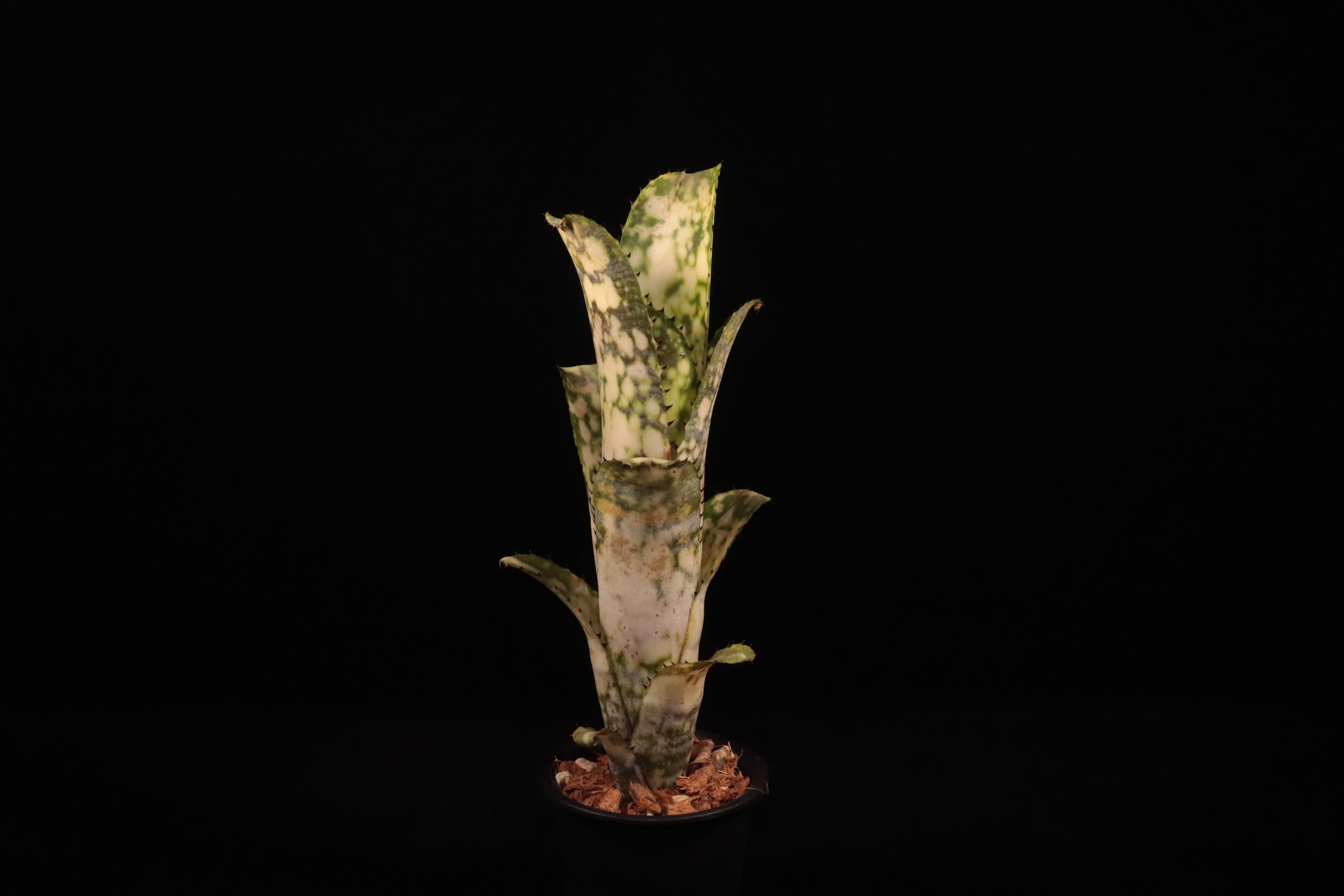 reserved】Billbergia 'Talbot Lens Gem'〔ビルベルギア〕現品発送