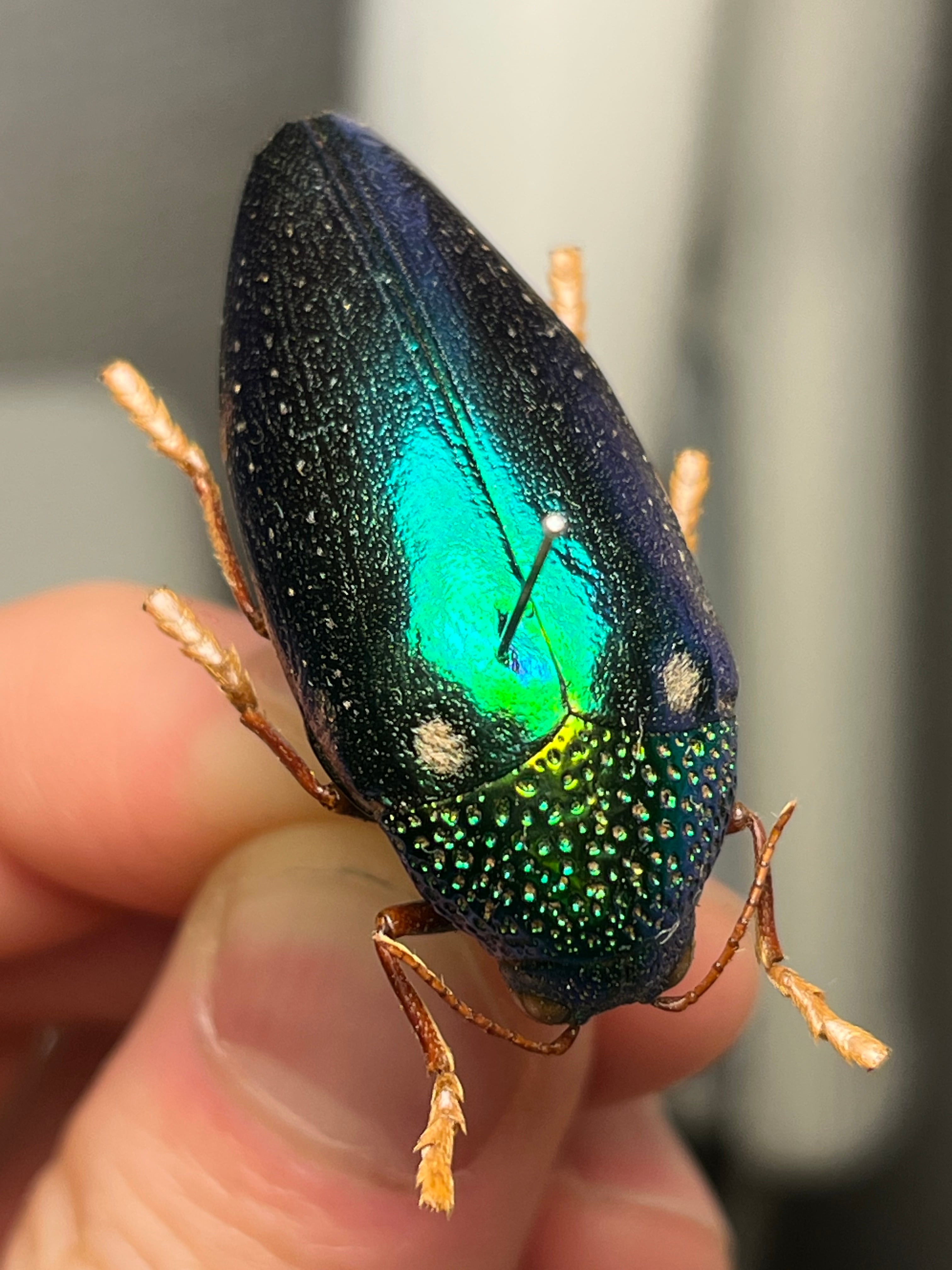 標本】ニジイロクワガタ オウゴンオニクワガタ ピカール血統 エラフス