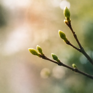 3月限定｜春音 — ÉVEIL