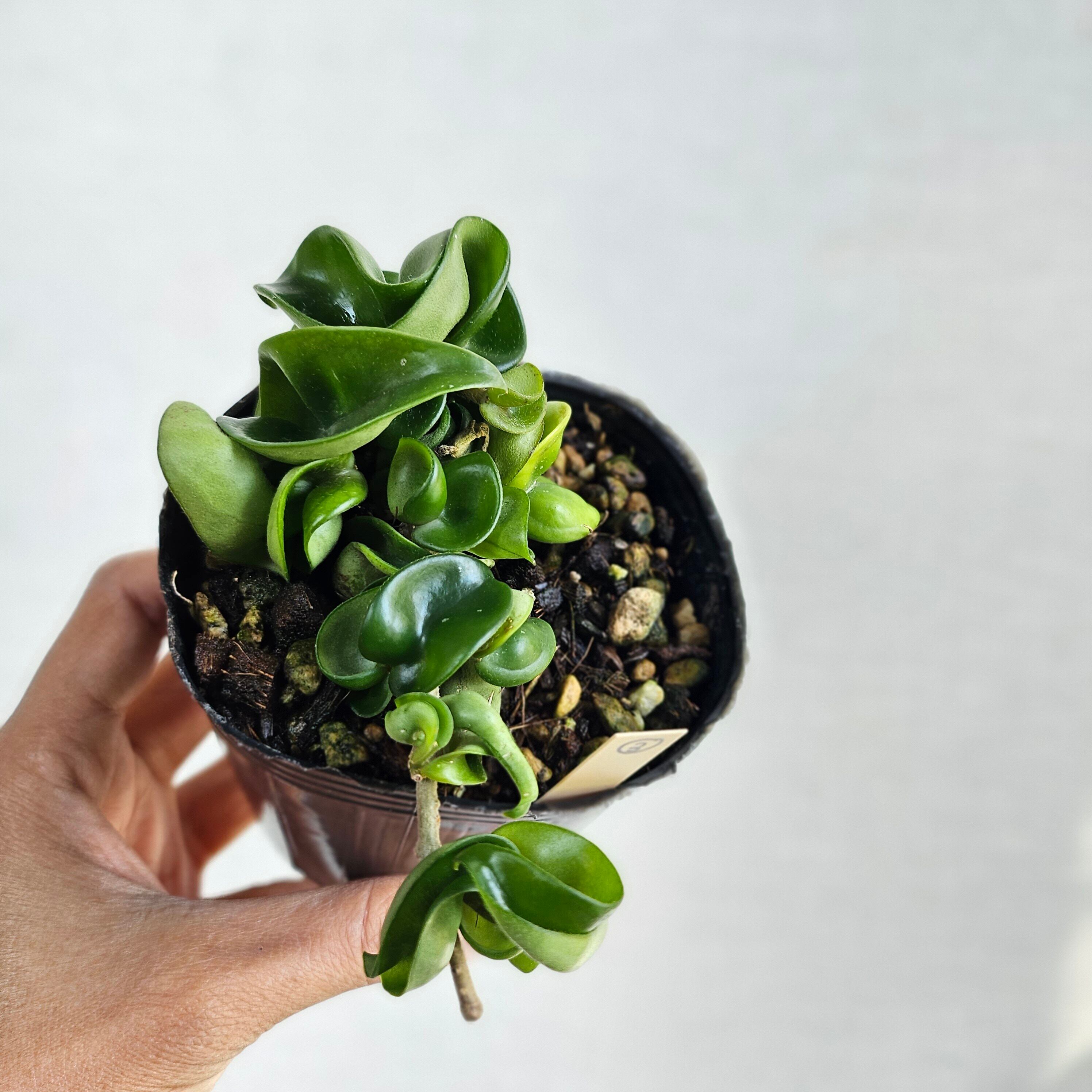 ③《ホヤ カルノーサ コンパクター》 Hoya carnosa 'Compacta' 観葉植物 ポット発送