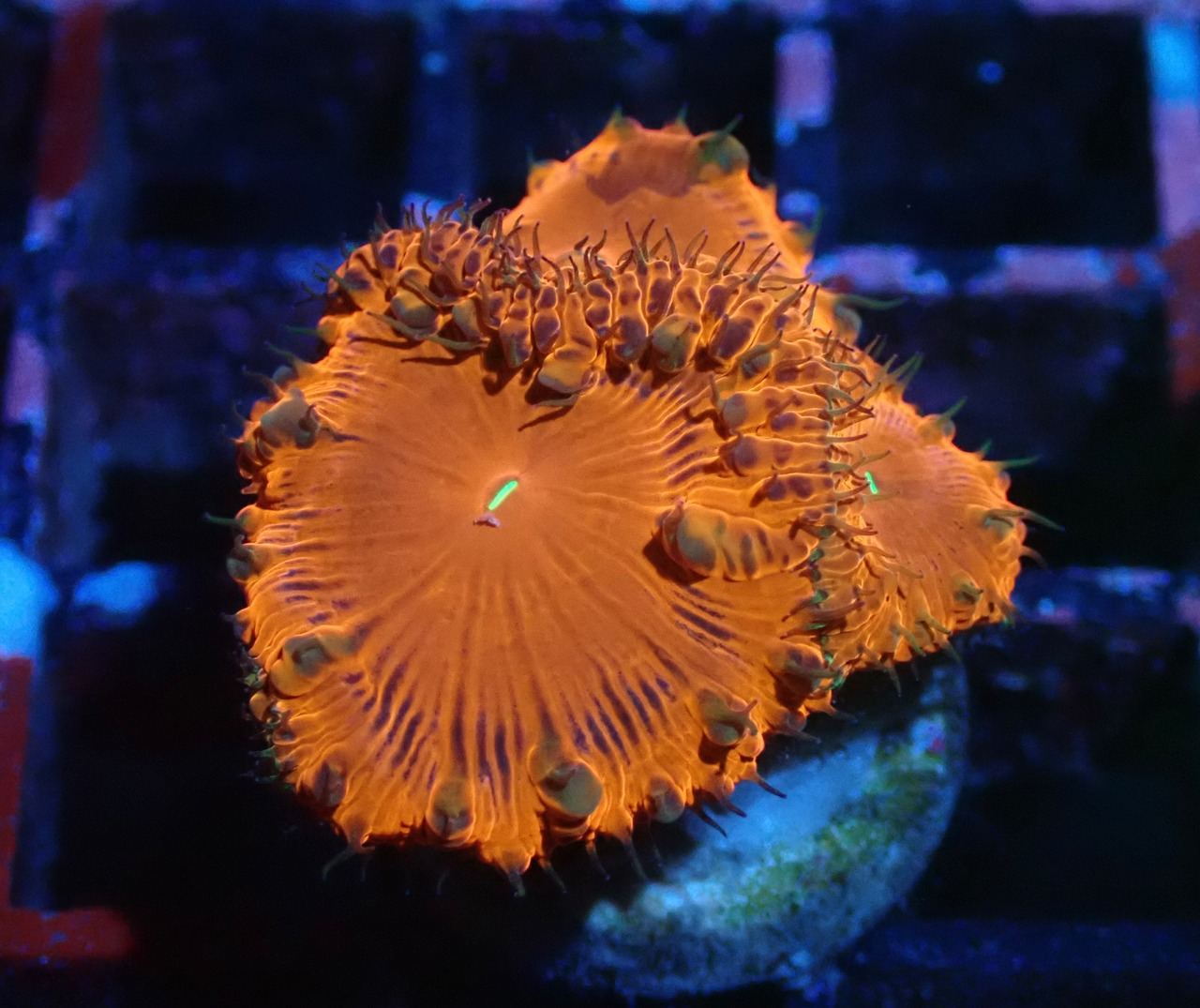 Blastomussa PerpleLine 16