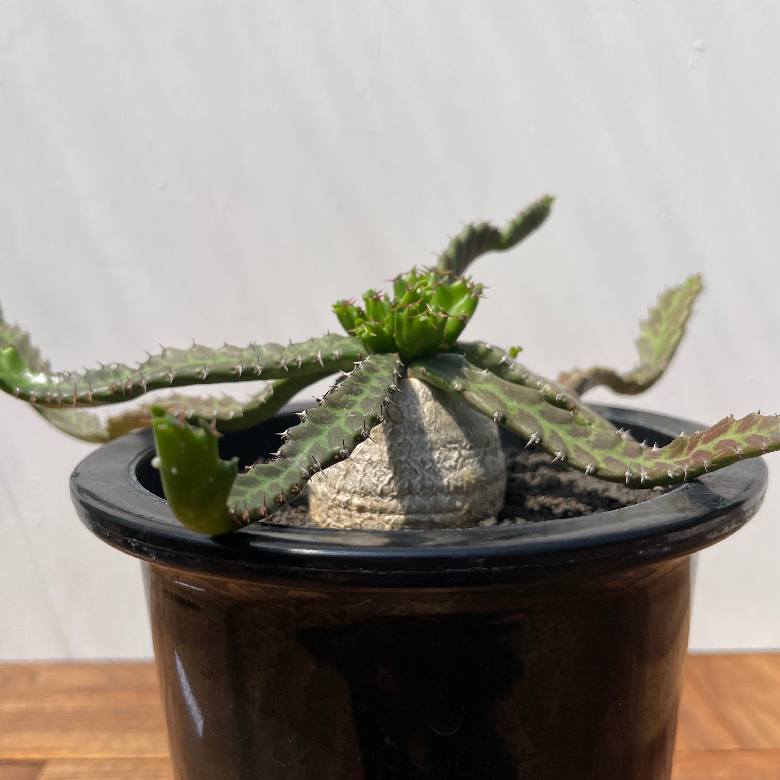 Euphorbia stellata【ユーフォルビア・飛竜・実生】 | RIMO'S GREEN
