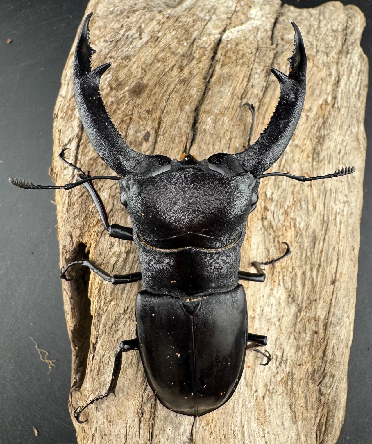 【WD】《マンディブラリスフタマタ 102.5mm A’品ペア》