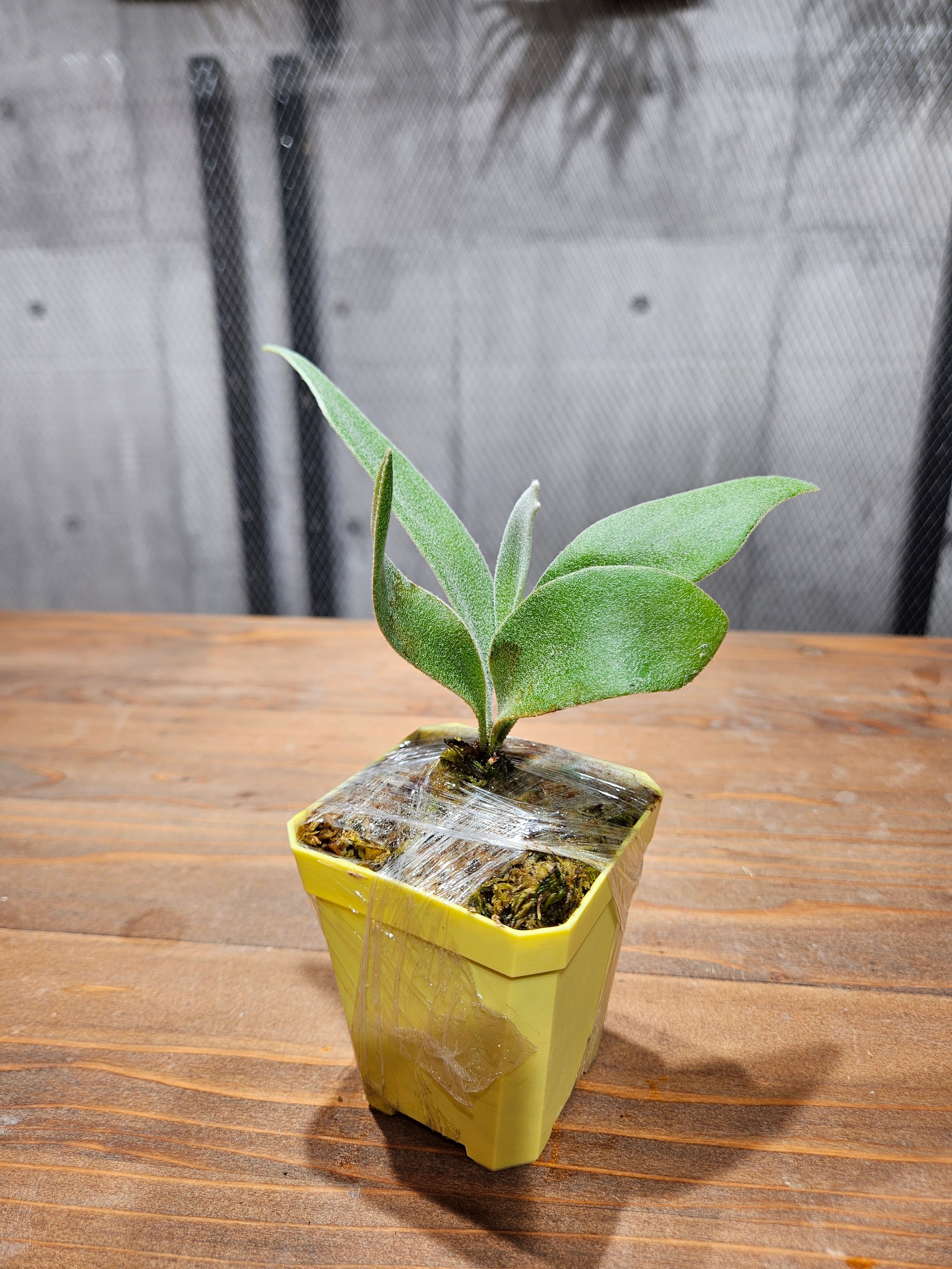 P.veitchii Auburn River × P.willinckii Yellow Moon