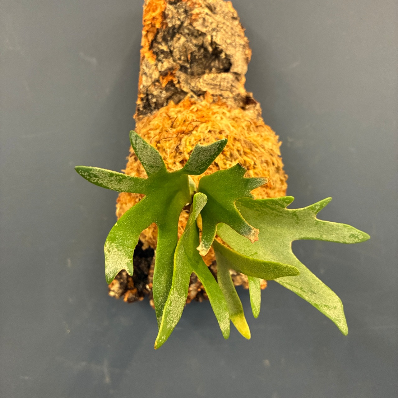 【UJ】ビカクシダ P. willinckii 'Nano' Spore 板付け (コルク)【1072】