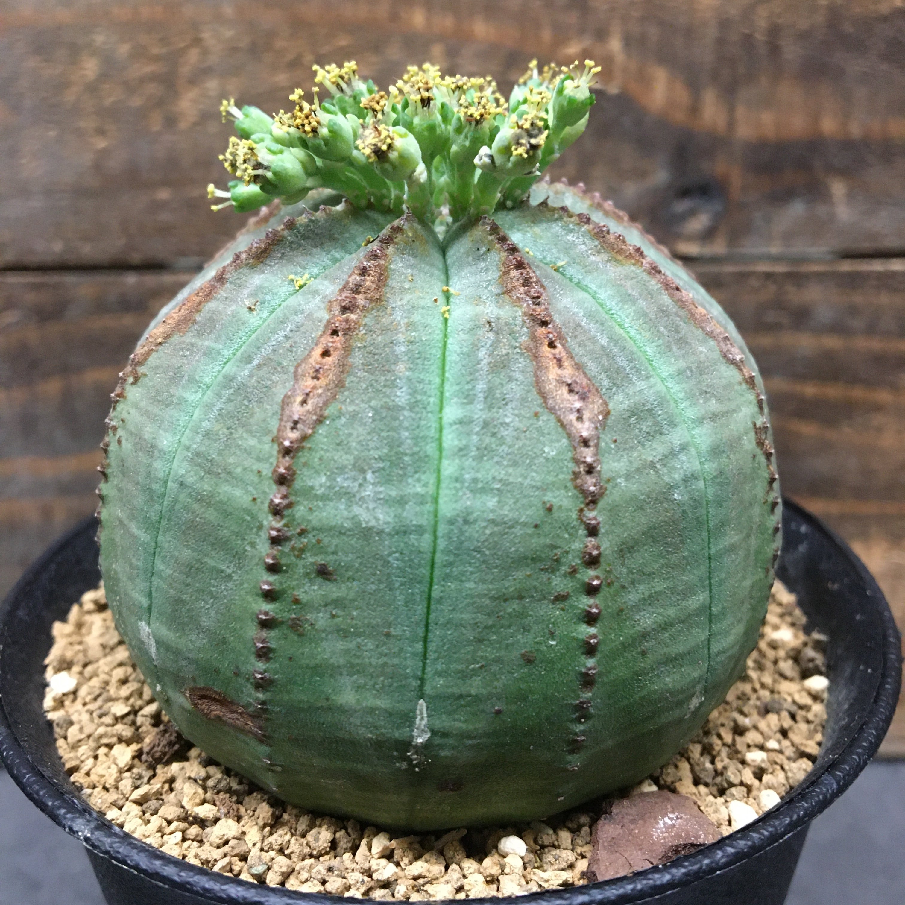 ユーフォルビア オベサ 株 Protoleaf プロトリーフ