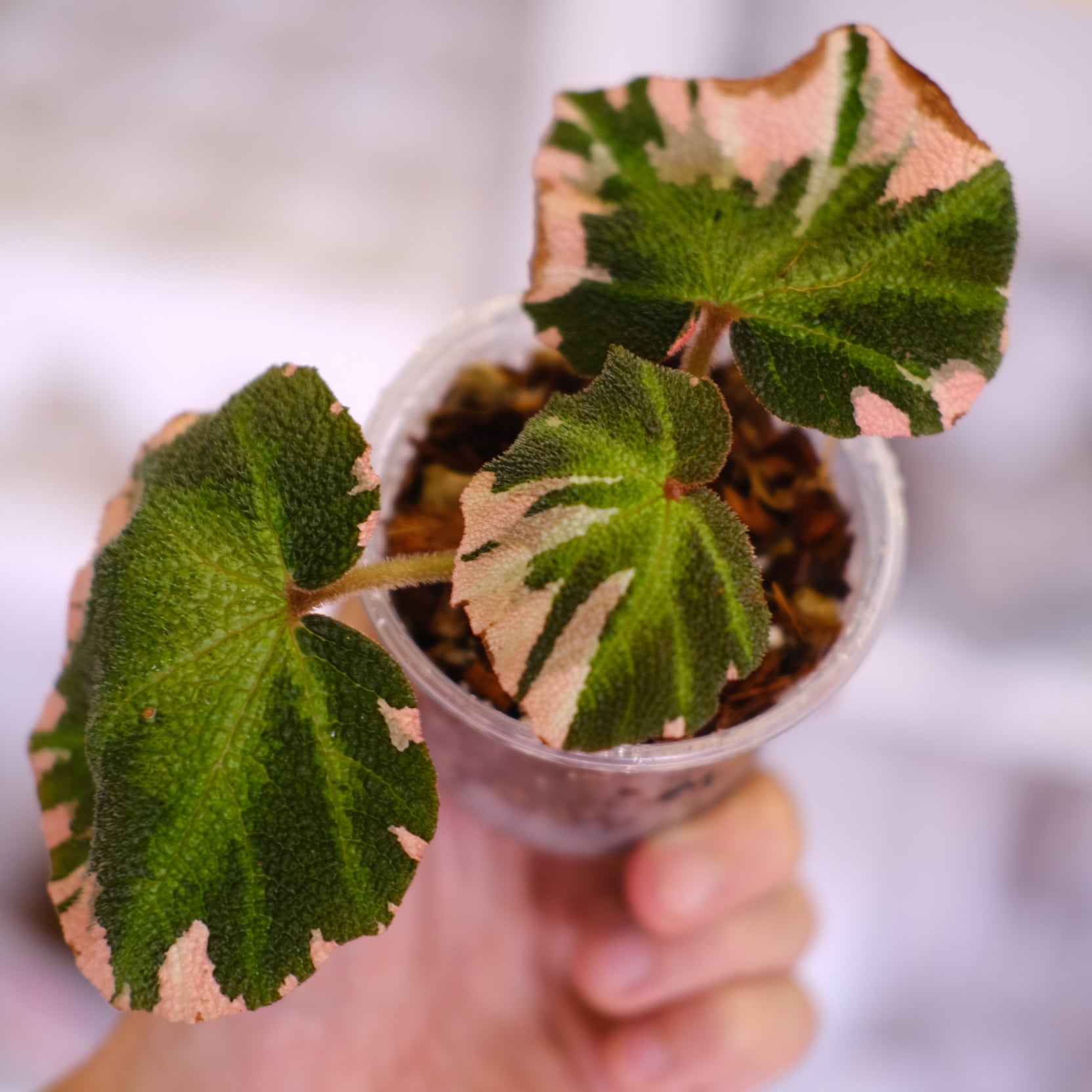 Begonia soli mutata Variegated / ベゴニア ソリムタータ
